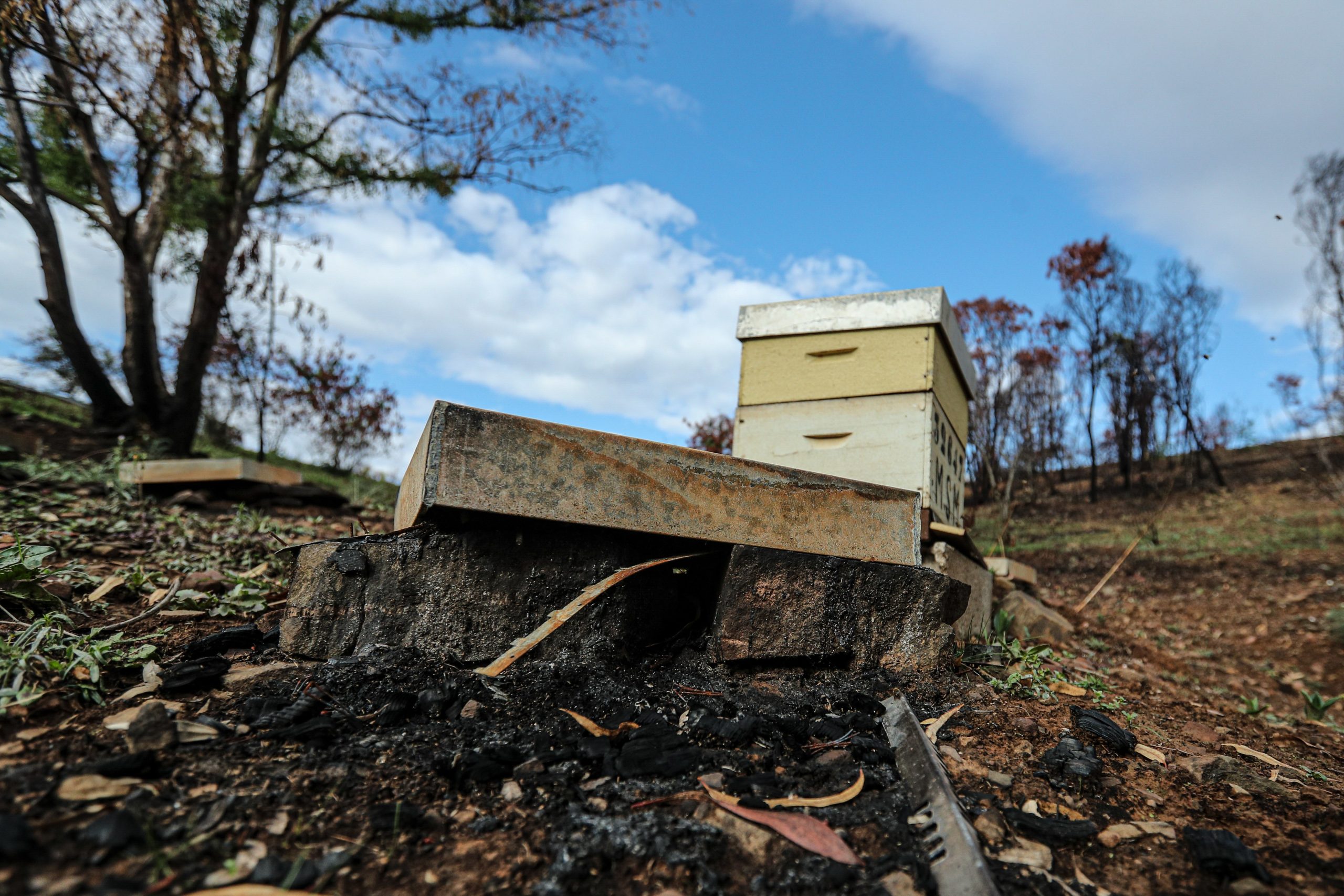 Apicultura algarvia está em “calamidade” por causa dos incêndios e falta de apoios