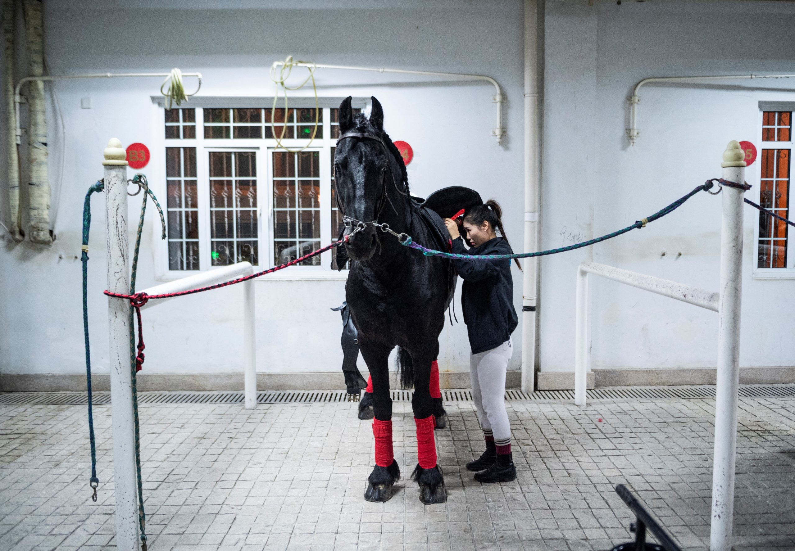 Centro para a Saúde Humana e Animal: Maia terá picadeiros para “para benefício da saúde mental e de alguns grupos de patologias”