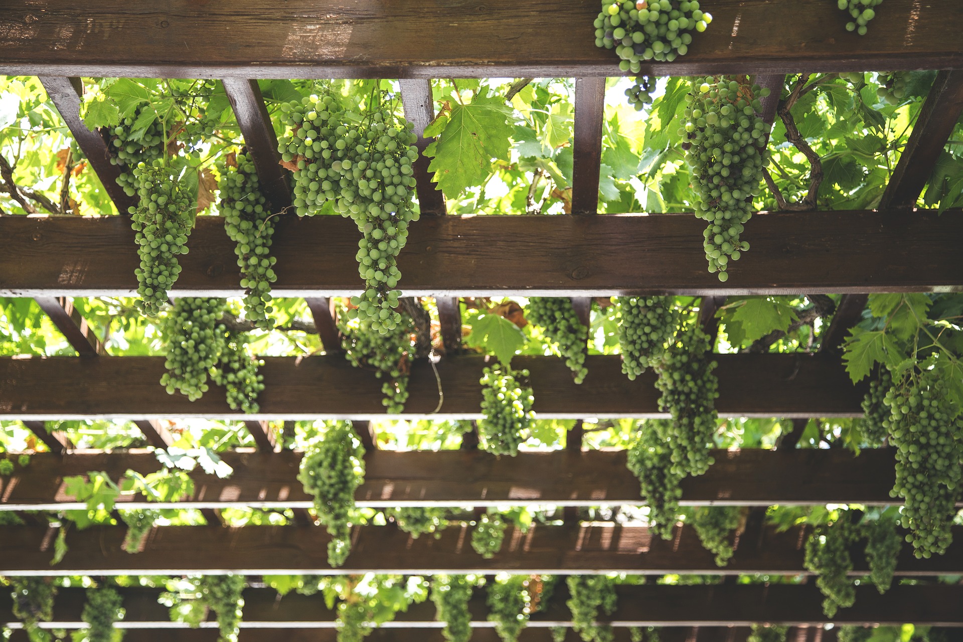 Vinho não tão verde assim. Oito detidos por corrupção no setor vinícola
