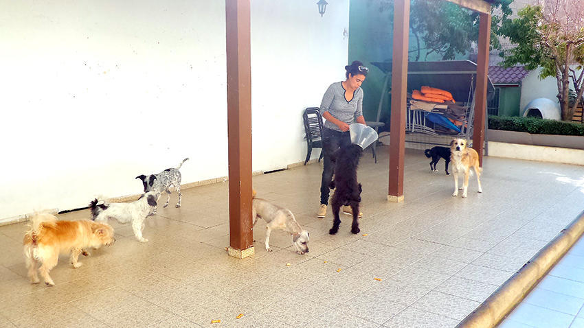 Quando os animais têm uma segunda oportunidade de vida