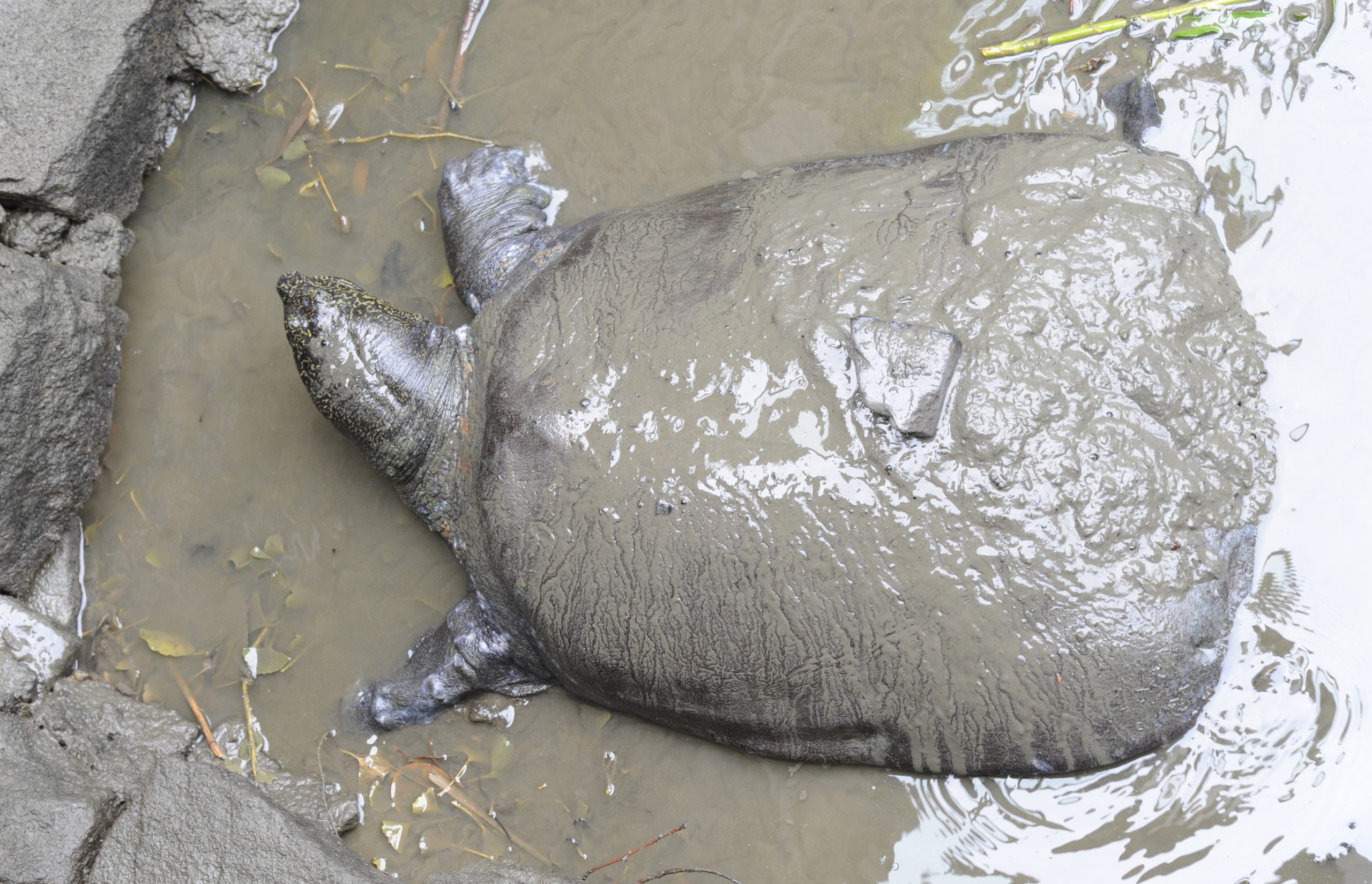 Após o fracasso com inseminação, a tartaruga do Yangtze está à beira da extinção
