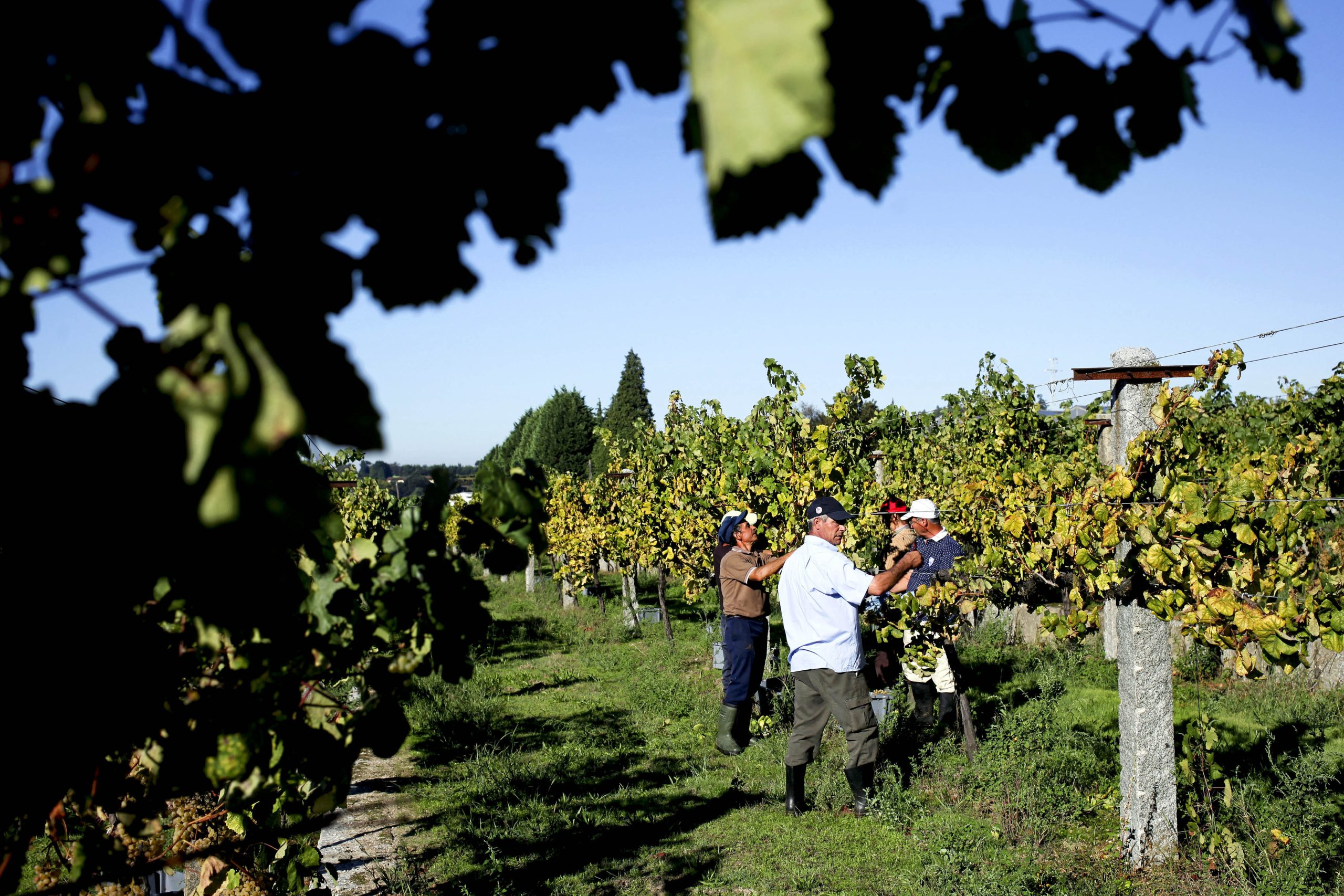 Vinho verde com previsão de exportações de 60 milhões até final de 2017