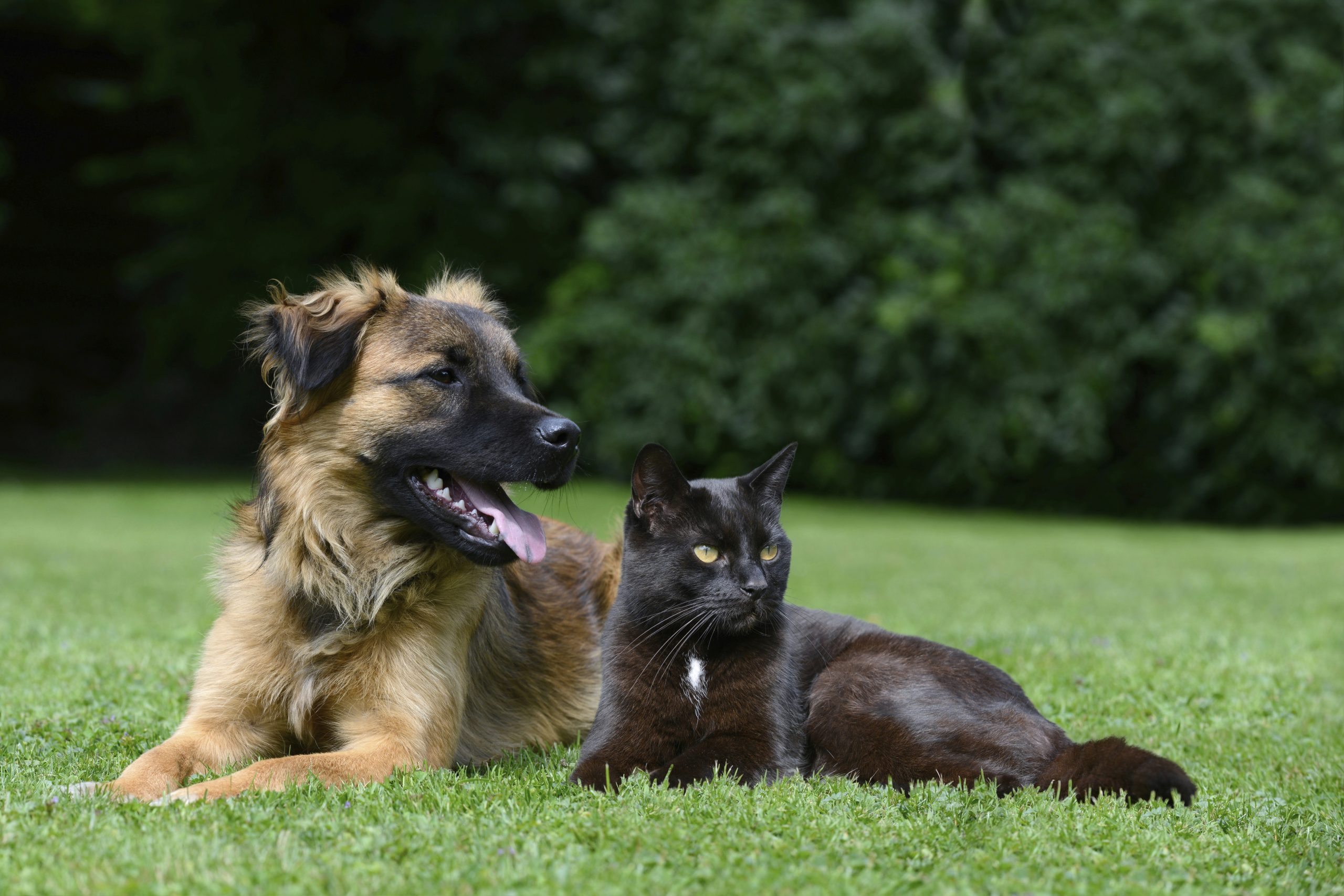 O verão está a chegar e os animais também merecem ir de férias. O que fazer para os levar de carro ou de avião?
