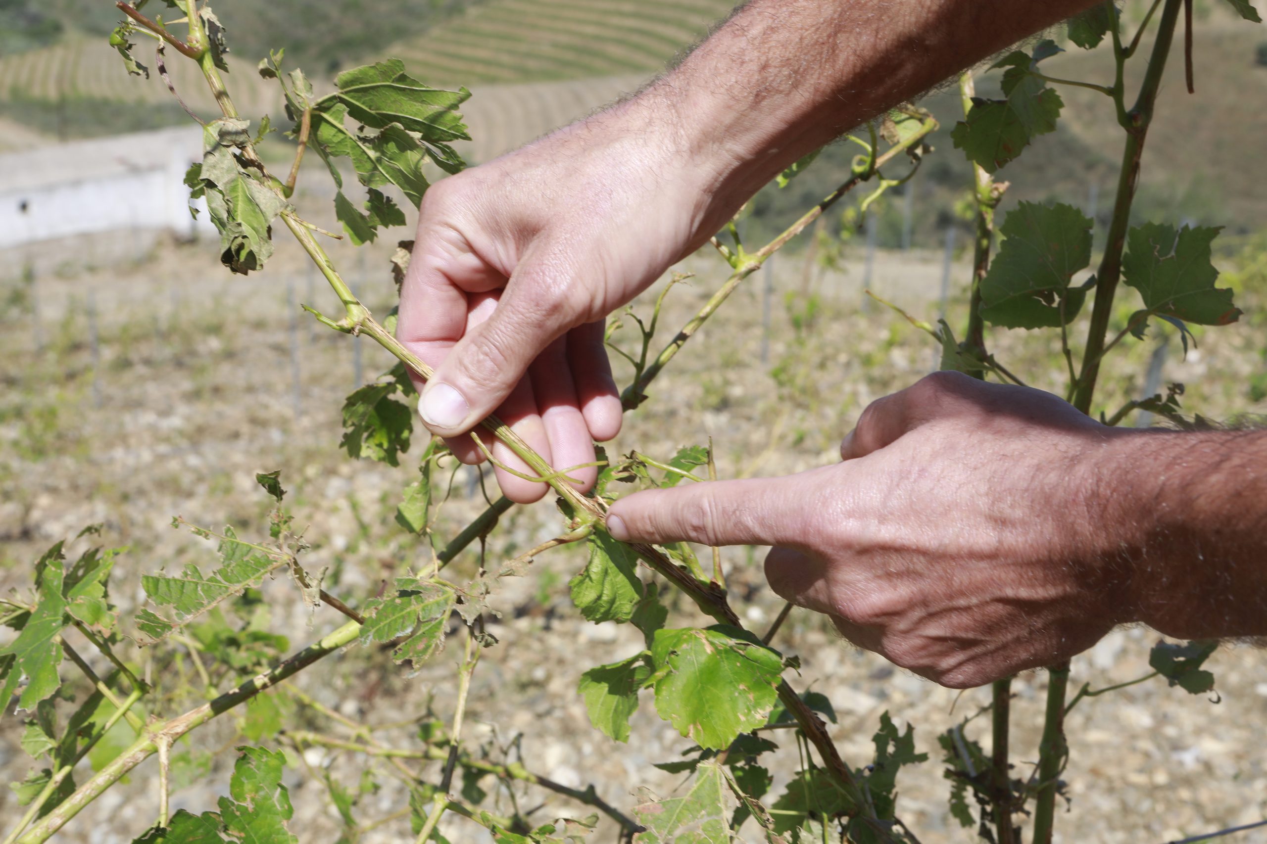 Bruxelas adota medidas para ajudar produtores de vinho, nomeadamente em Portugal