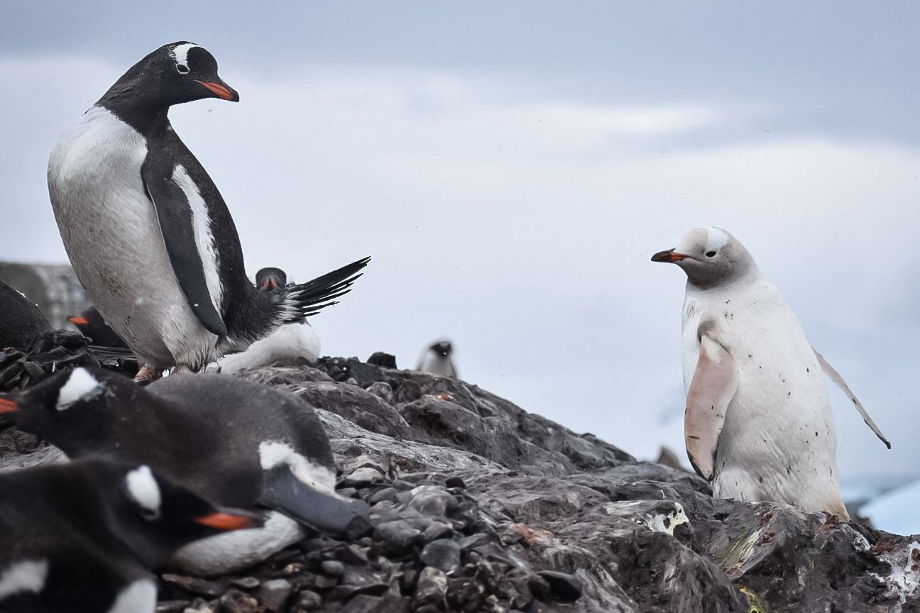 Guerra Comercial: “Ninguém está a salvo”, nem os pinguins