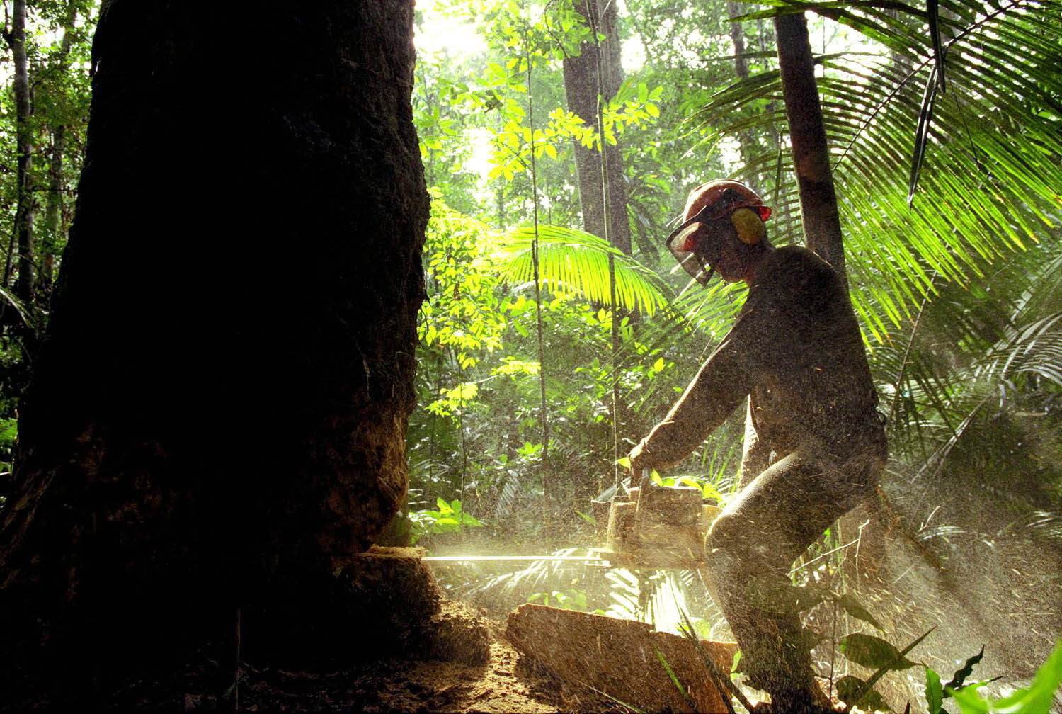Preservar áreas naturais evita extinção de espécies