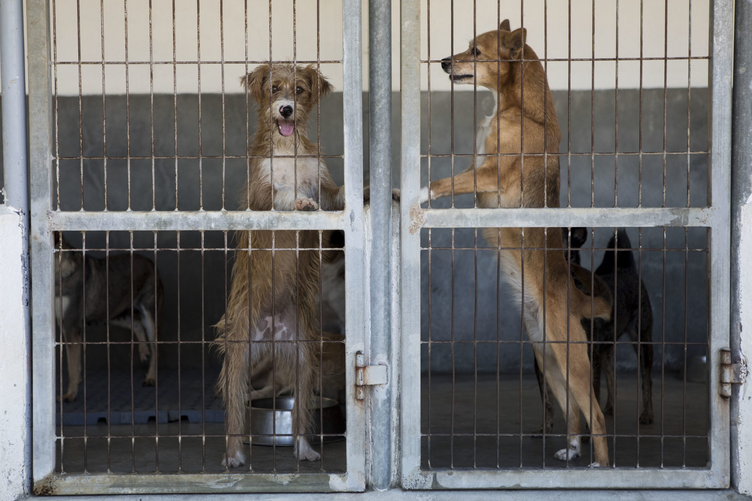 Há 20 milhões de cães que se perdem por ano. Há quem queira ajudar a descobri-los através da ponta do nariz