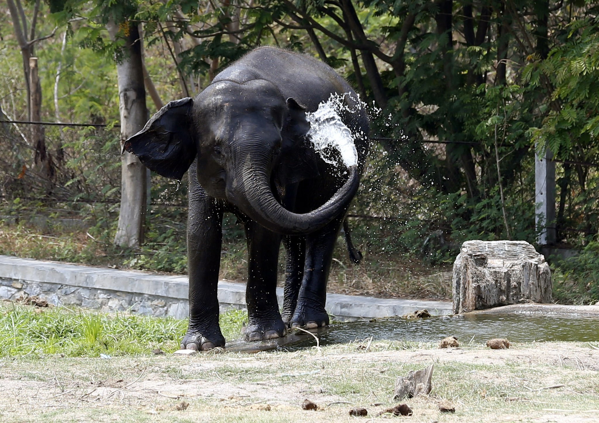 Elefante que roubava arroz e matou pelo menos seis pessoas foi capturado na Índia