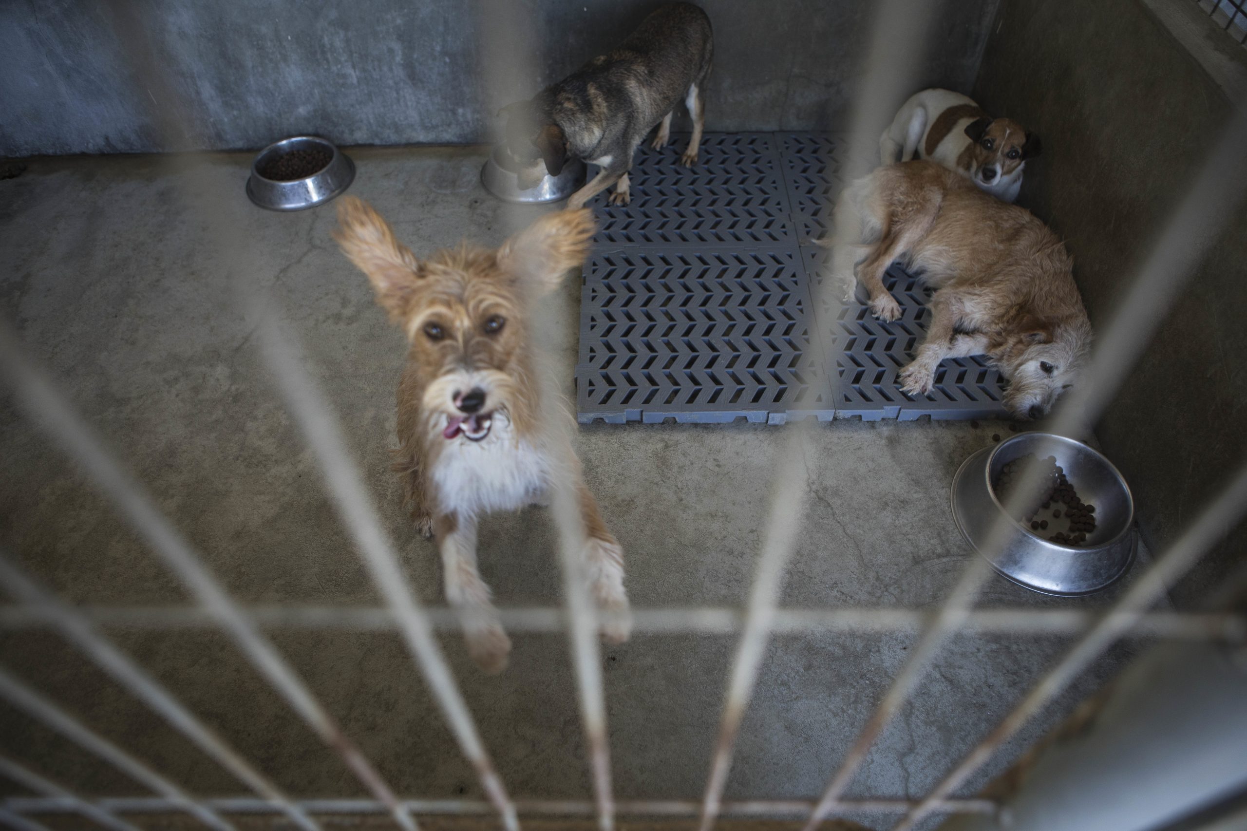 Médicos veterinários passam a ser responsáveis por registo de cães, gatos e furões
