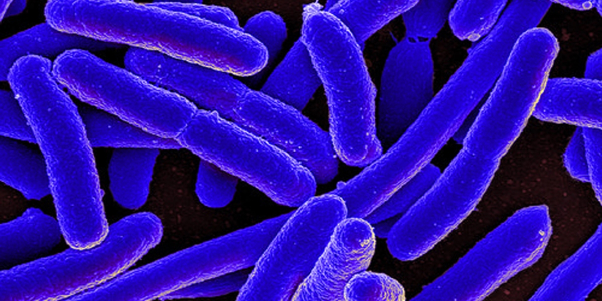 Hospital de Gaia deteta presença de ‘legionella’ mas não há infetados