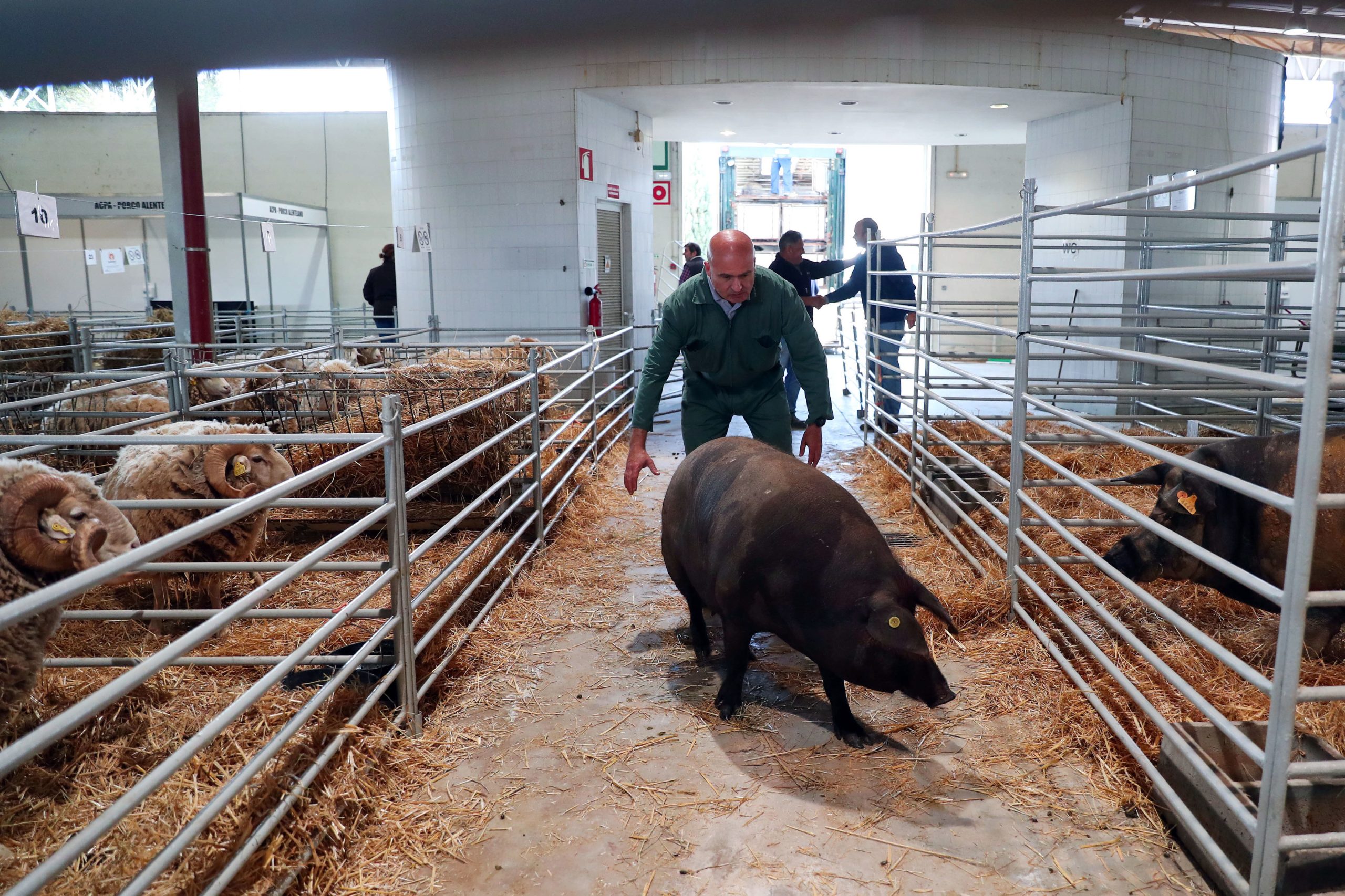 Ovibeja arranca hoje “cheia” para mostrar todo o Alentejo deste mundo