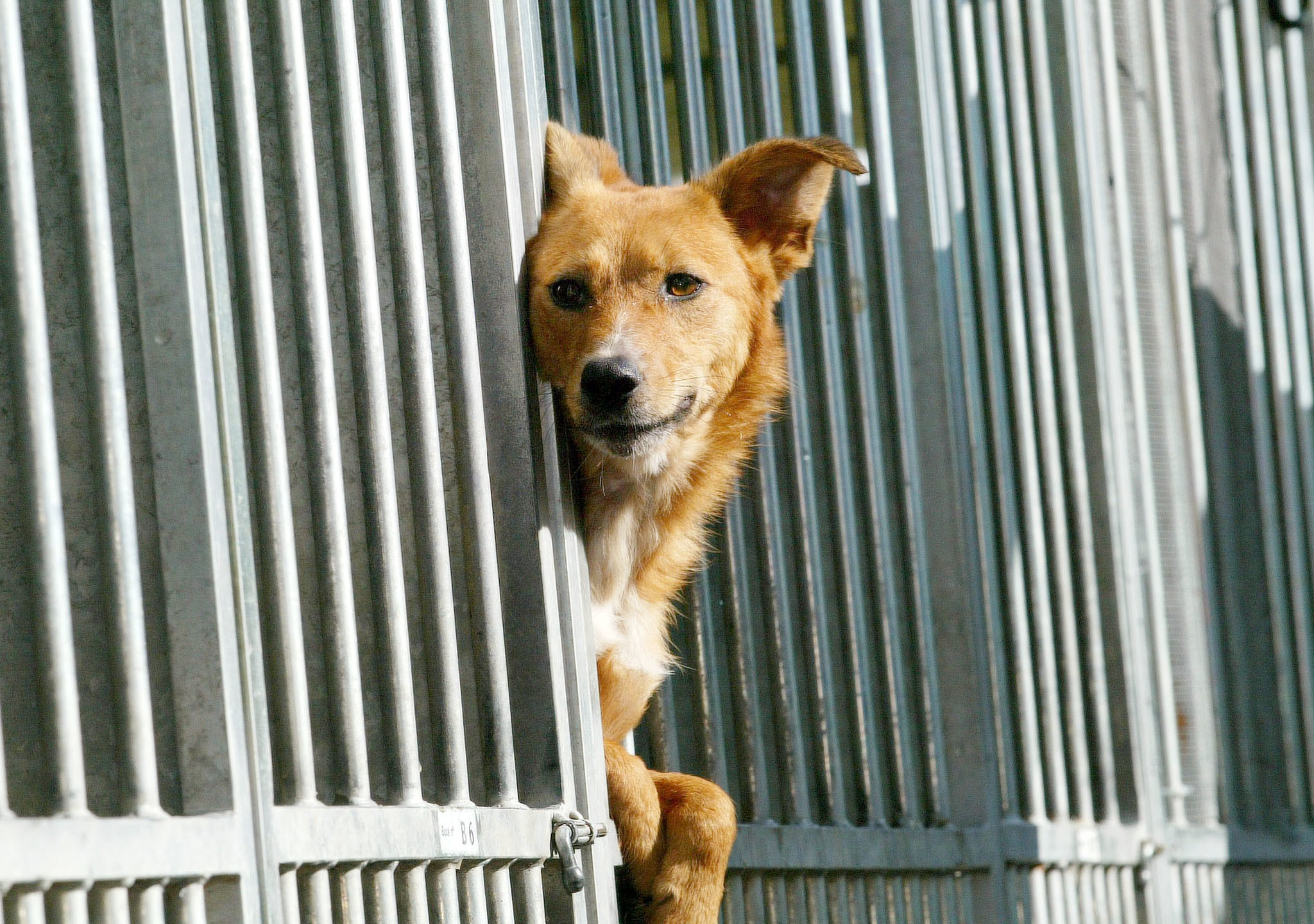 Sistema para combater abandonos de animais de companhia entra em funcionamento em outubro