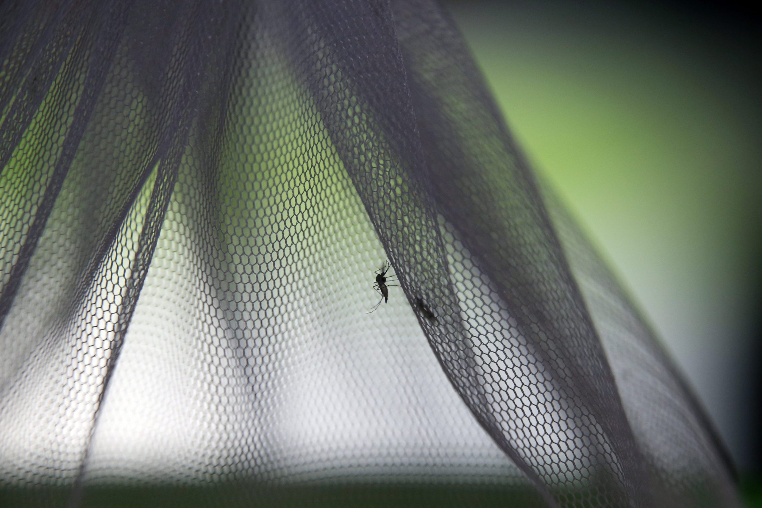 Mosquito transmissor do vírus da dengue detetado pela primeira vez em Portugal, anuncia DGS