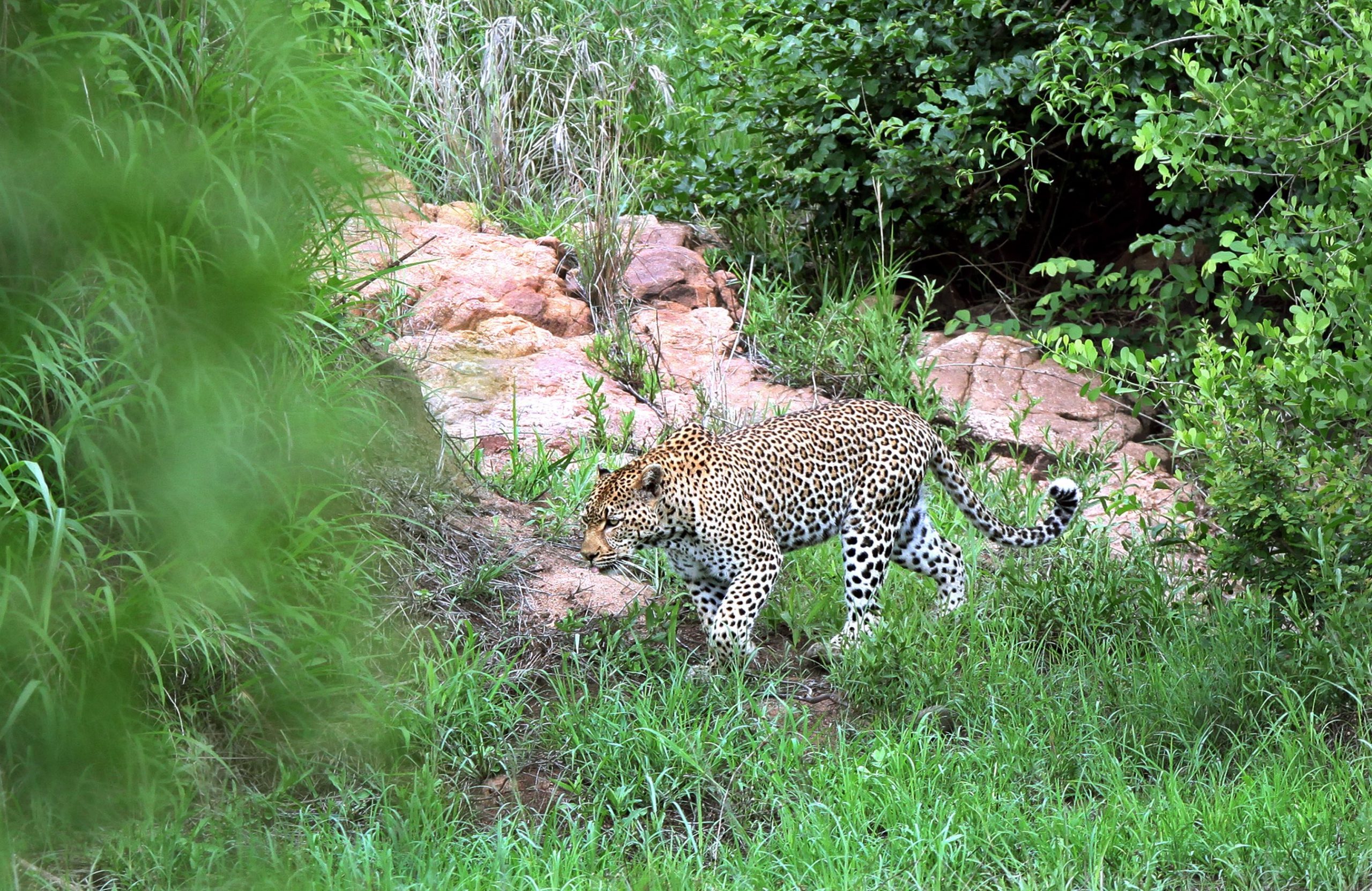 Futura mina de carvão ameaça afetar animais do parque nacional Kruger e contaminar água em Moçambique