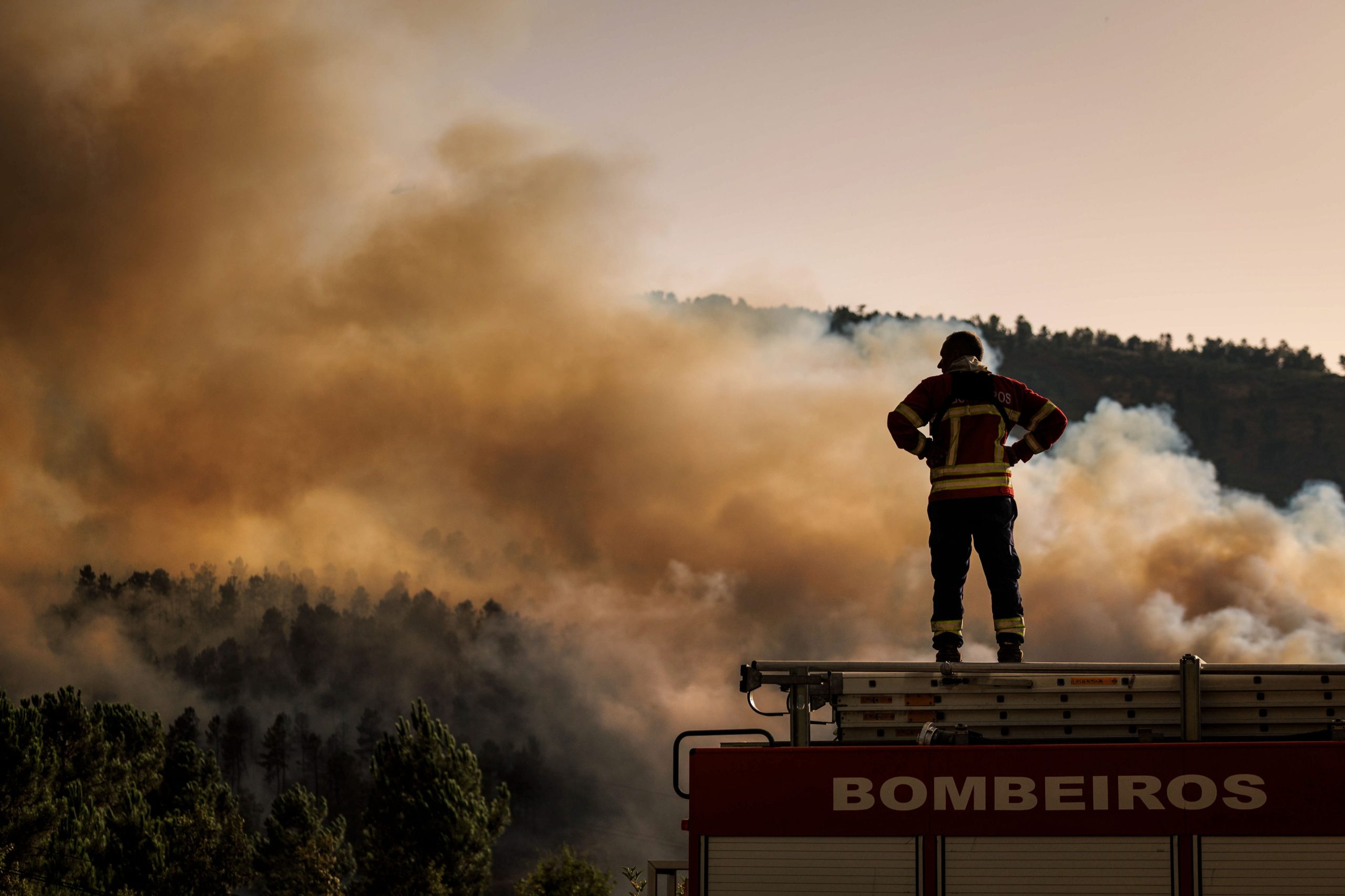 PAN leva ao Parlamento proposta para proteger animais selvagens vítimas dos incêndios de 2025