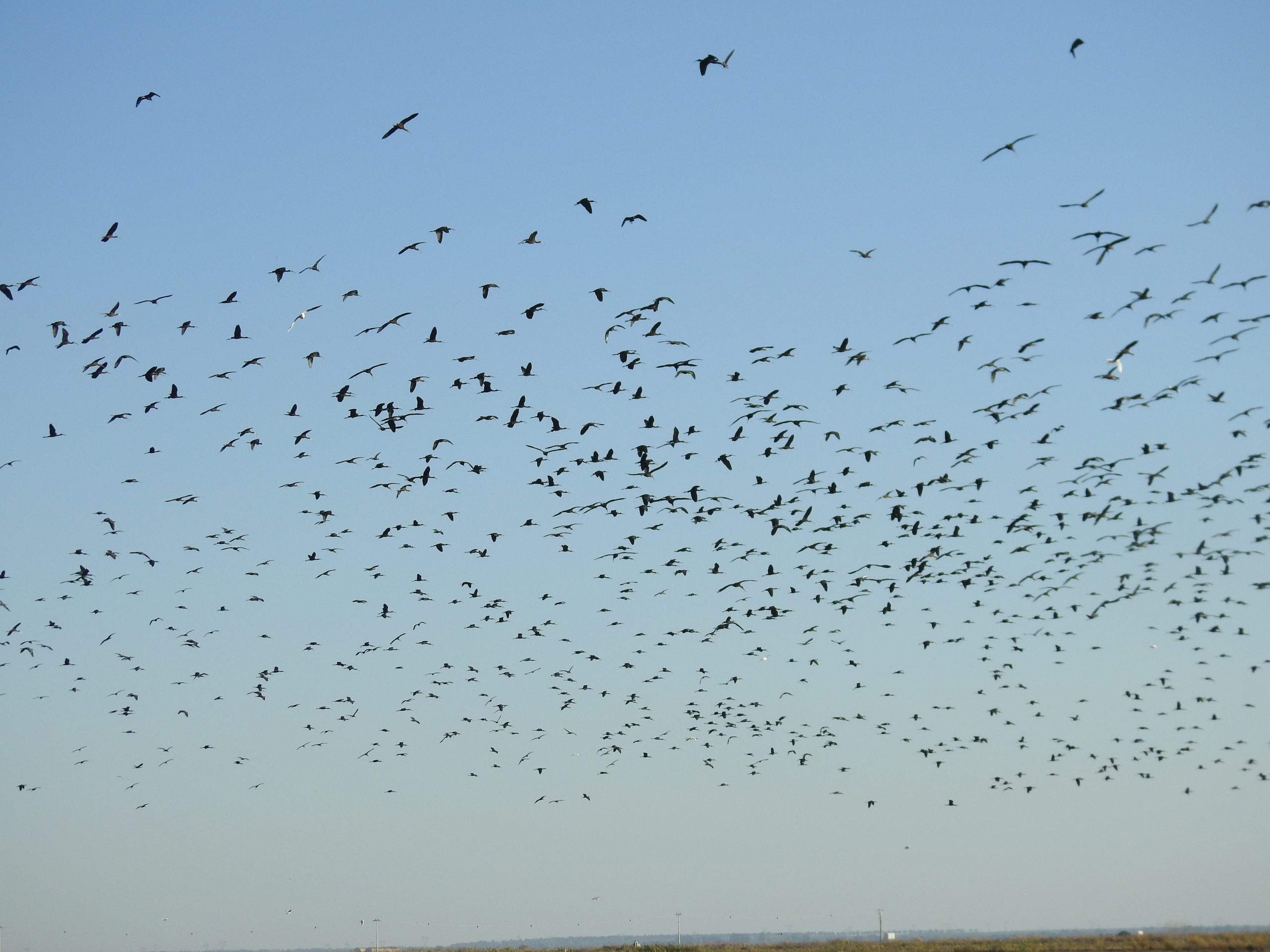 Governo desconsiderou a proteção das aves na realização dos mapas das eólicas oceânicas