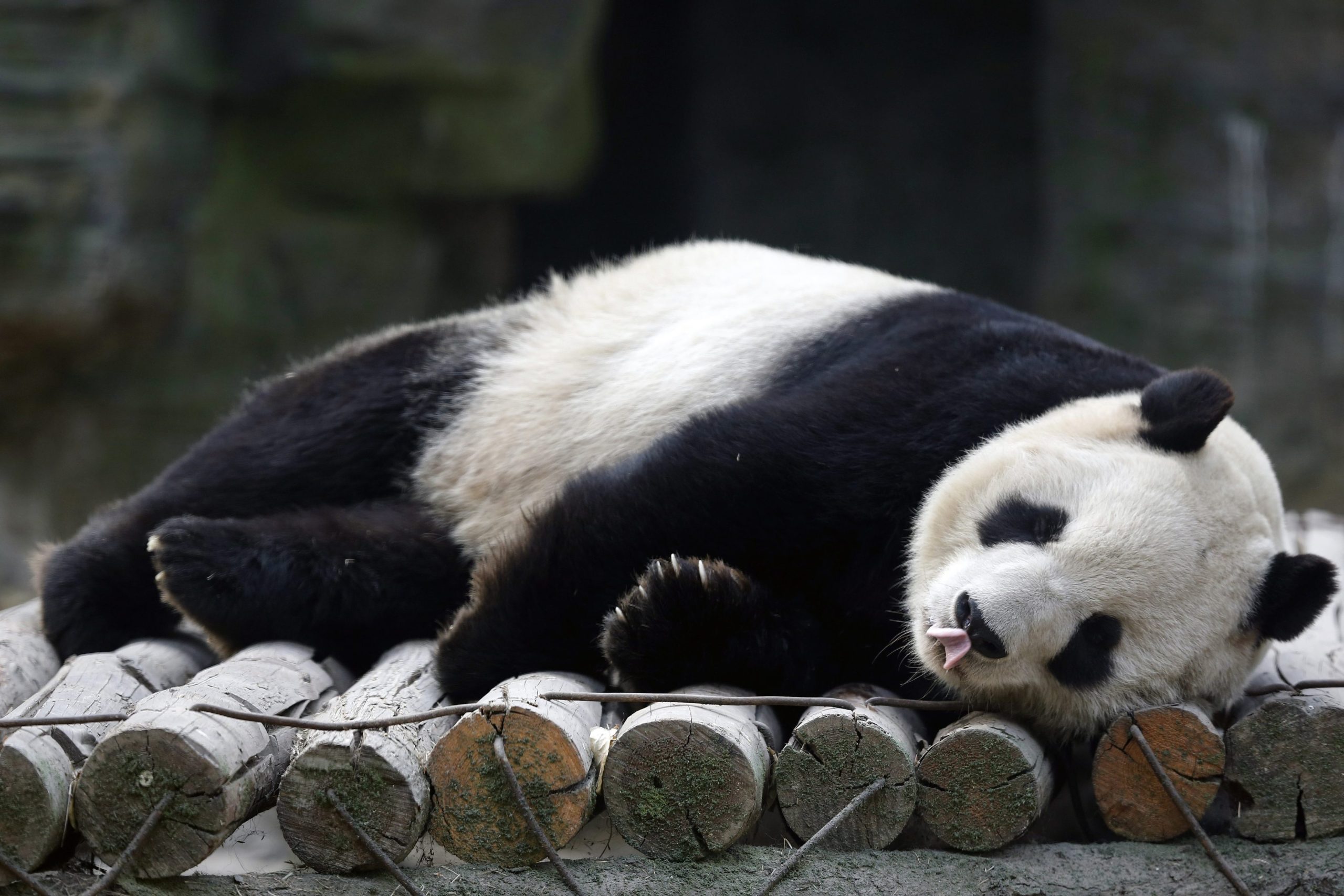 China anuncia parque para pandas com quase um quinto da dimensão de Portugal