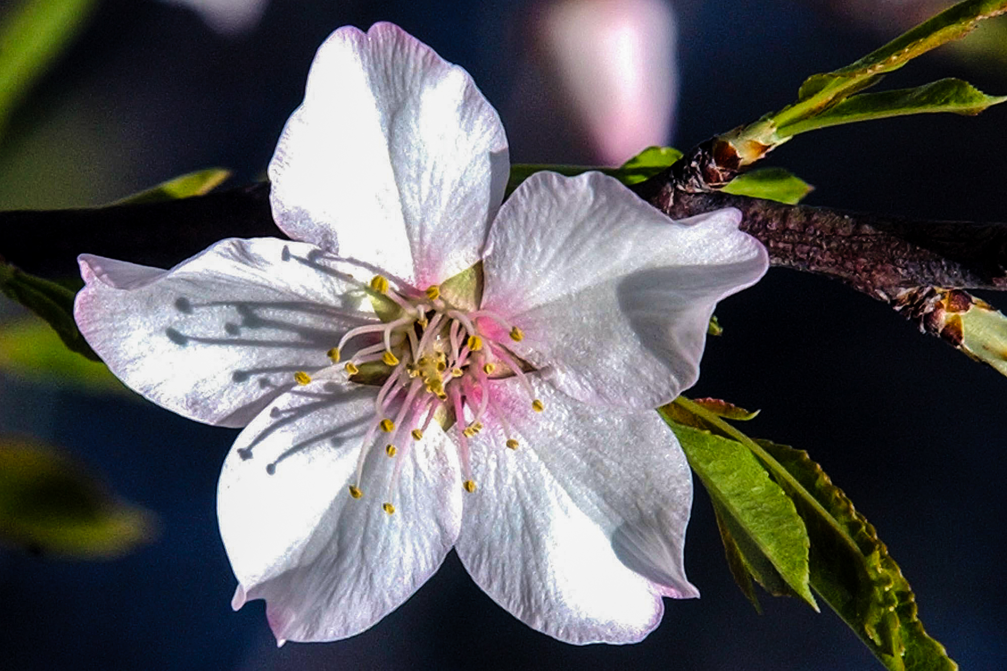 Algarve: amendoeiras em flor em risco de desaparecer