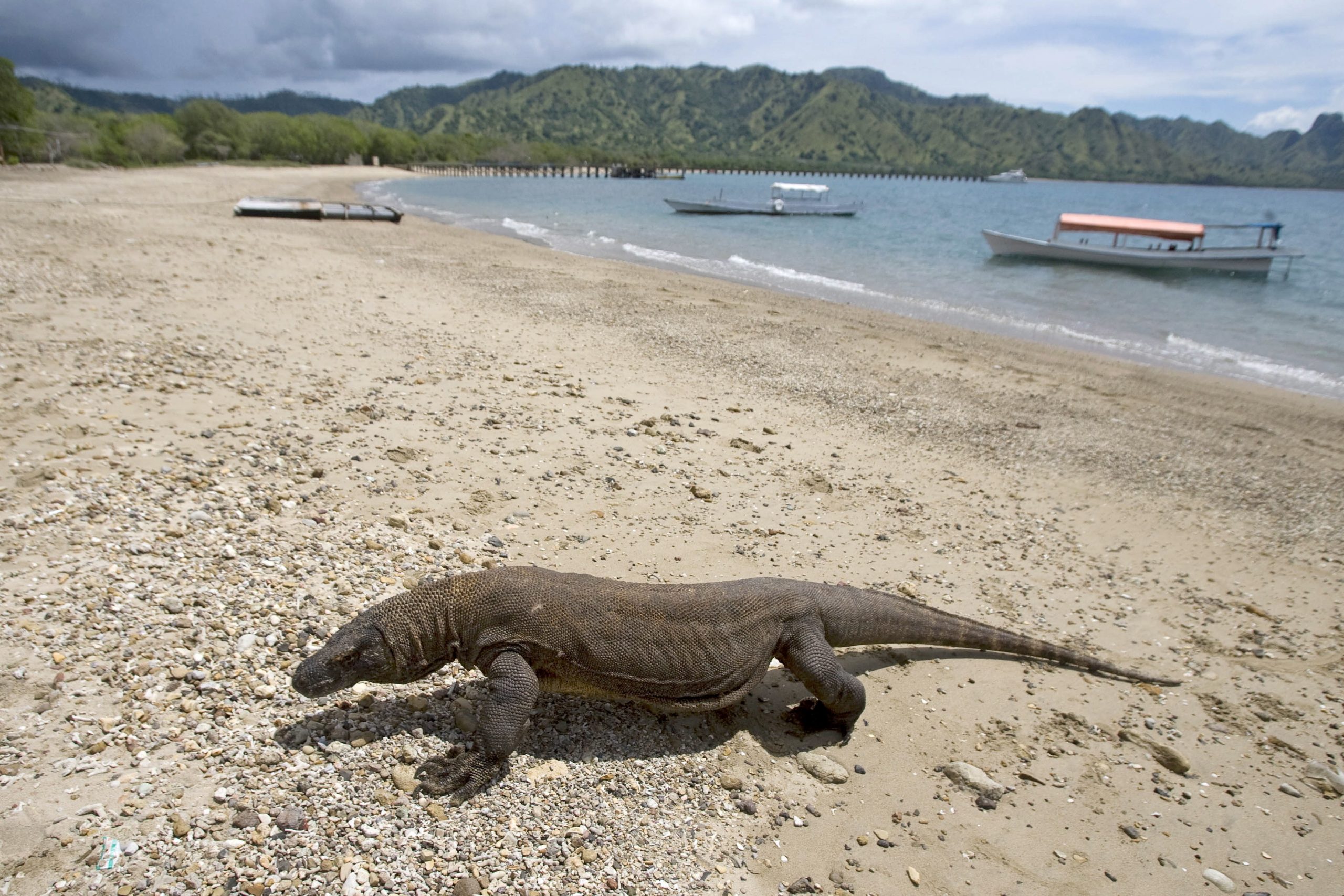 Ver dragões de Komodo na Indonésia está 18 vezes mais caro — e os trabalhadores turísticos entraram em greve por isso