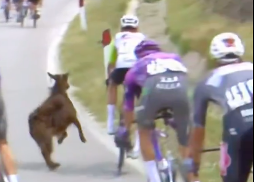 Cabra corre pelo meio dos ciclistas da Volta a Itália e quase derruba Dion Smith