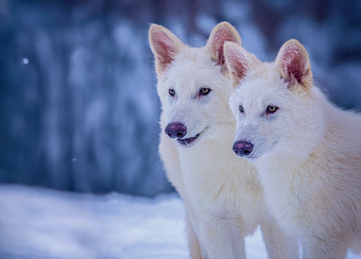 O lobo terrível foi retirado da extinção ou estamos só perante algo que não sabemos bem o que é? É ciência, mas também “uma enorme e bem-sucedida estratégia publicitária”