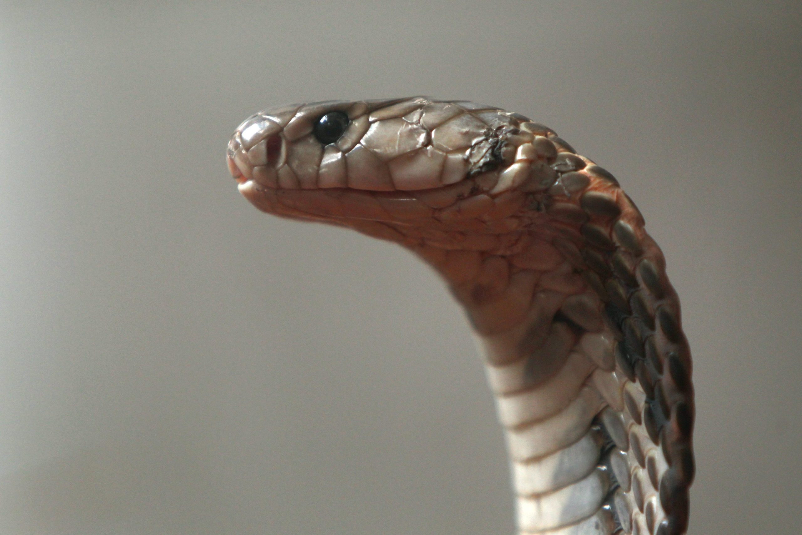 Piloto aterra de emergência por causa de cobra venenosa em cabine de avião