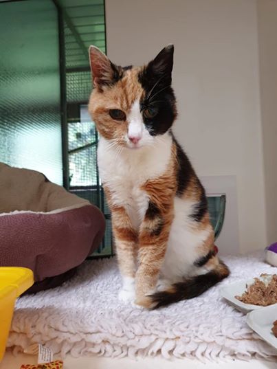 Uma gata foi encontrada 12 anos depois de se perder na Escócia — mas não vai para casa
