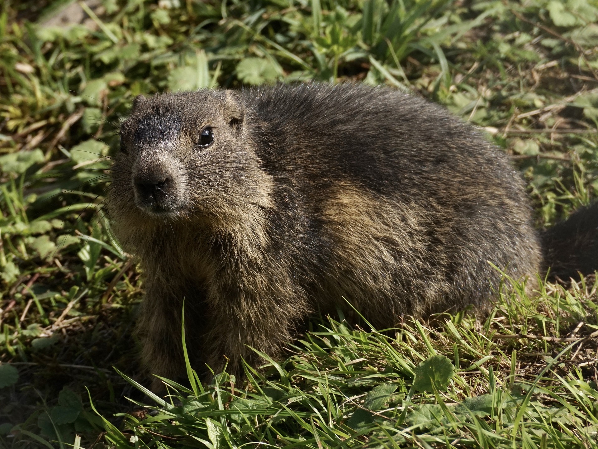 Jovem morre de peste bubónica na Mongólia depois de comer marmota