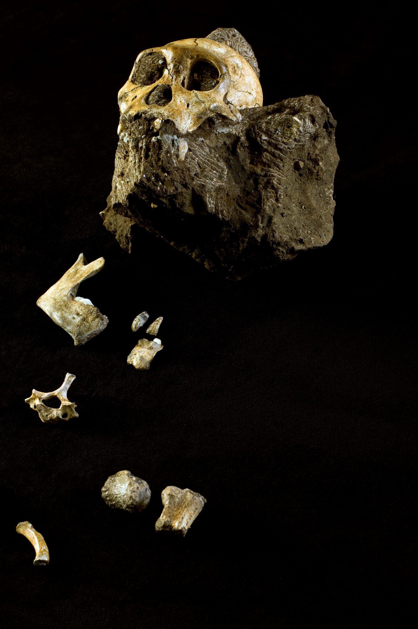 Cientistas descobrem hominídeo que partilhou África com os primeiros humanos