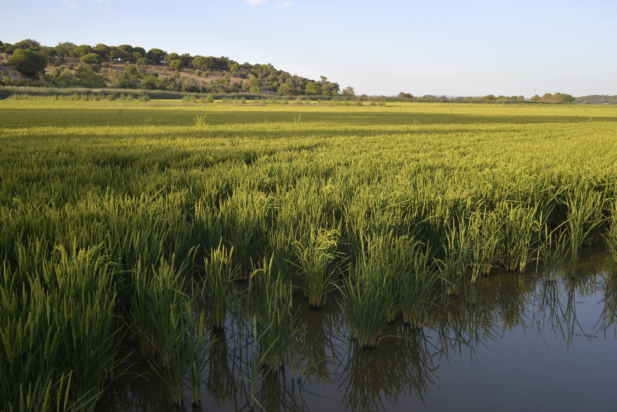 Portugal já pode exportar arroz em casca para o Paraguai