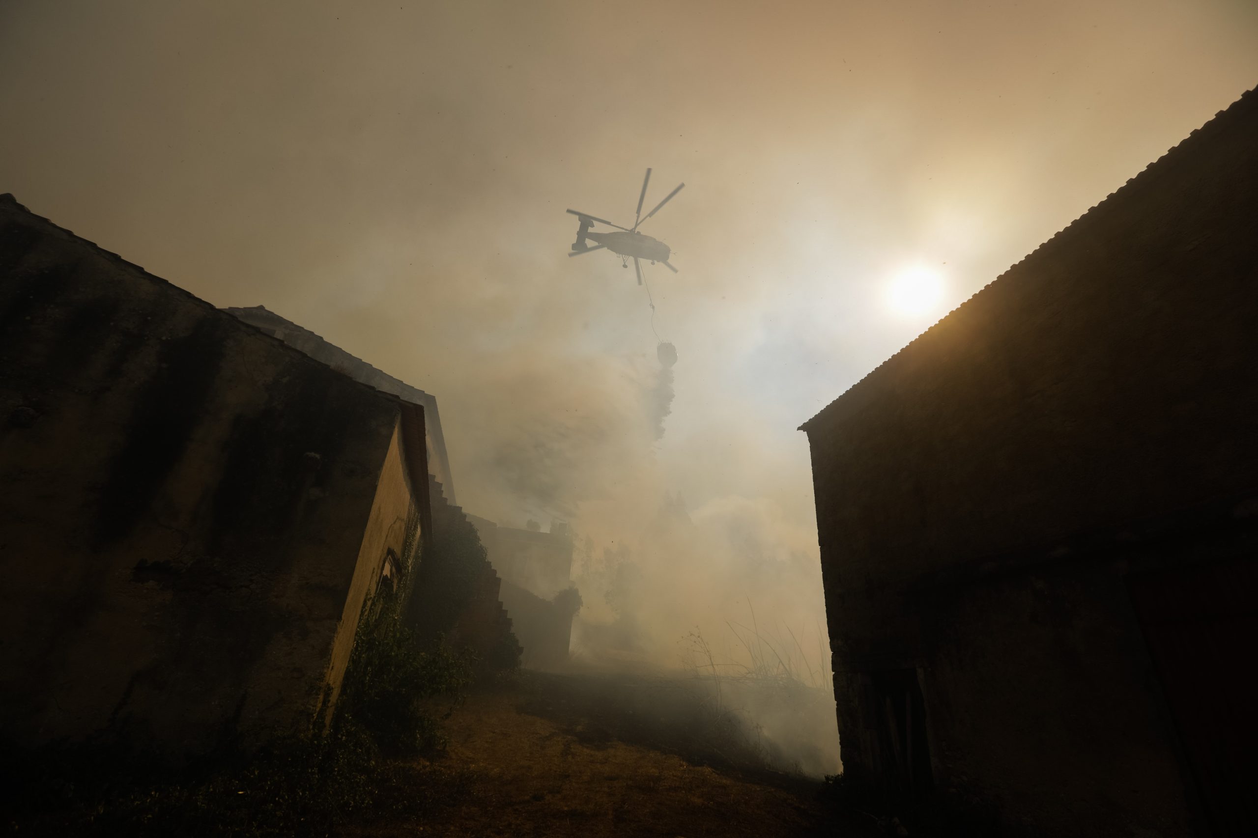Incêndios: Empresa de transportes planta até ao Natal mil árvores autóctones na Mealhada