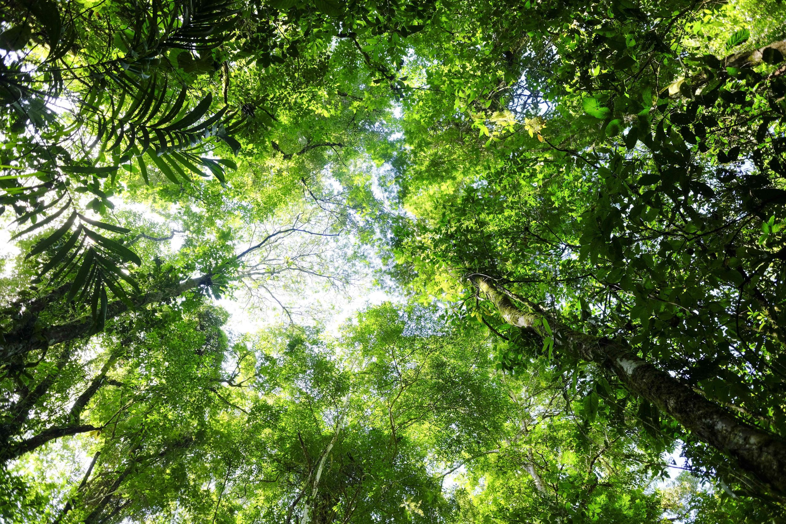Brasil, Indonésia e RD Congo assinam parceria para preservação florestal