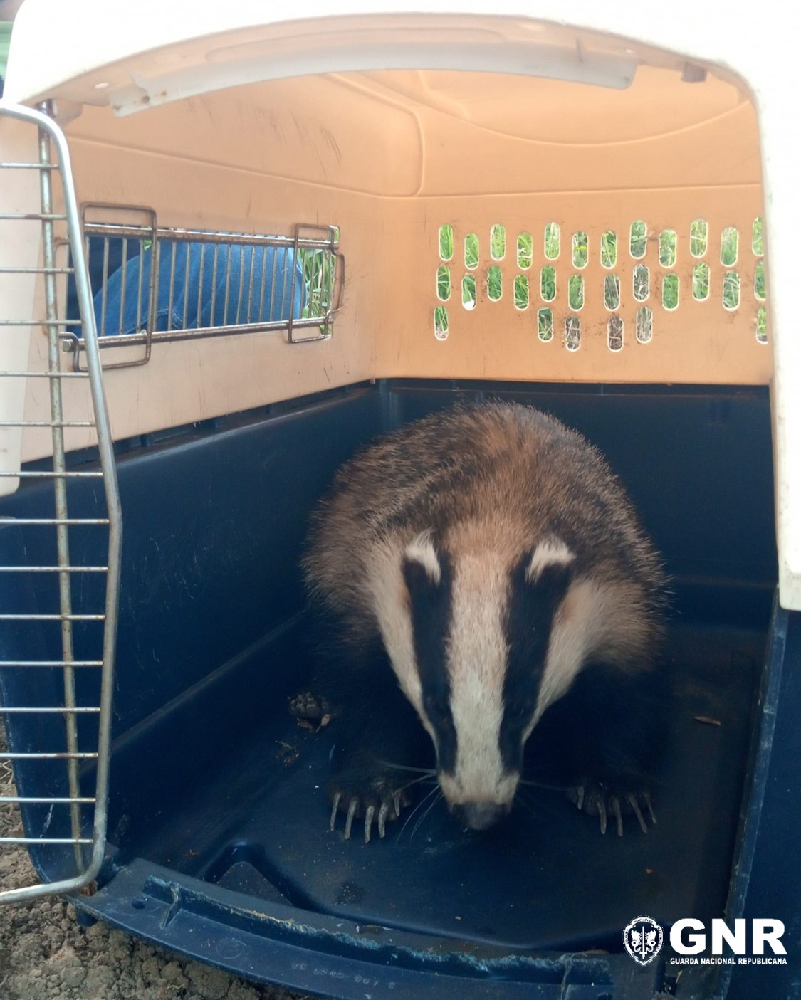 Da prisão num carro à liberdade da sua casa. Texugo foi resgatado pela GNR e devolvido ao seu habitat natural em Albergaria-a-Velha