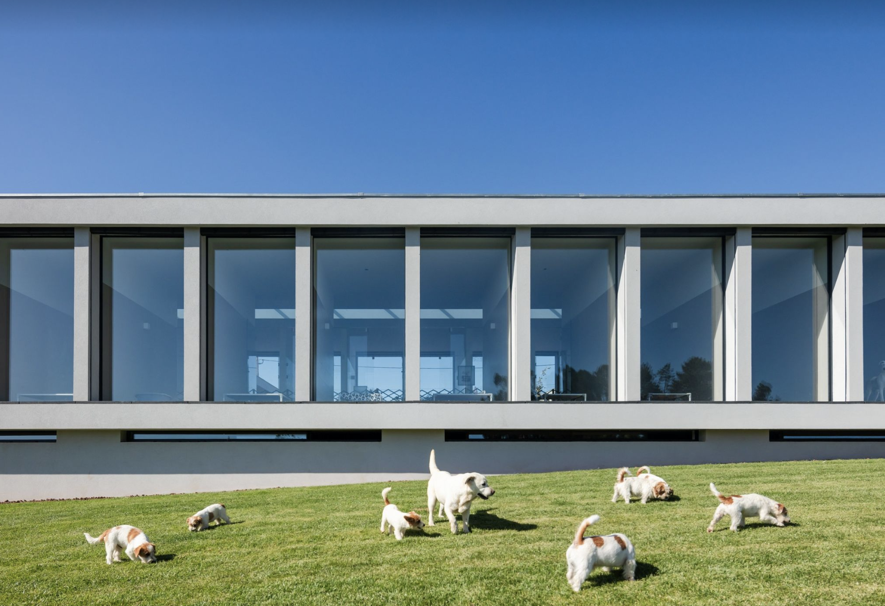 Arquiteto português premiado em Los Angeles por hotel canino em Vila do Conde