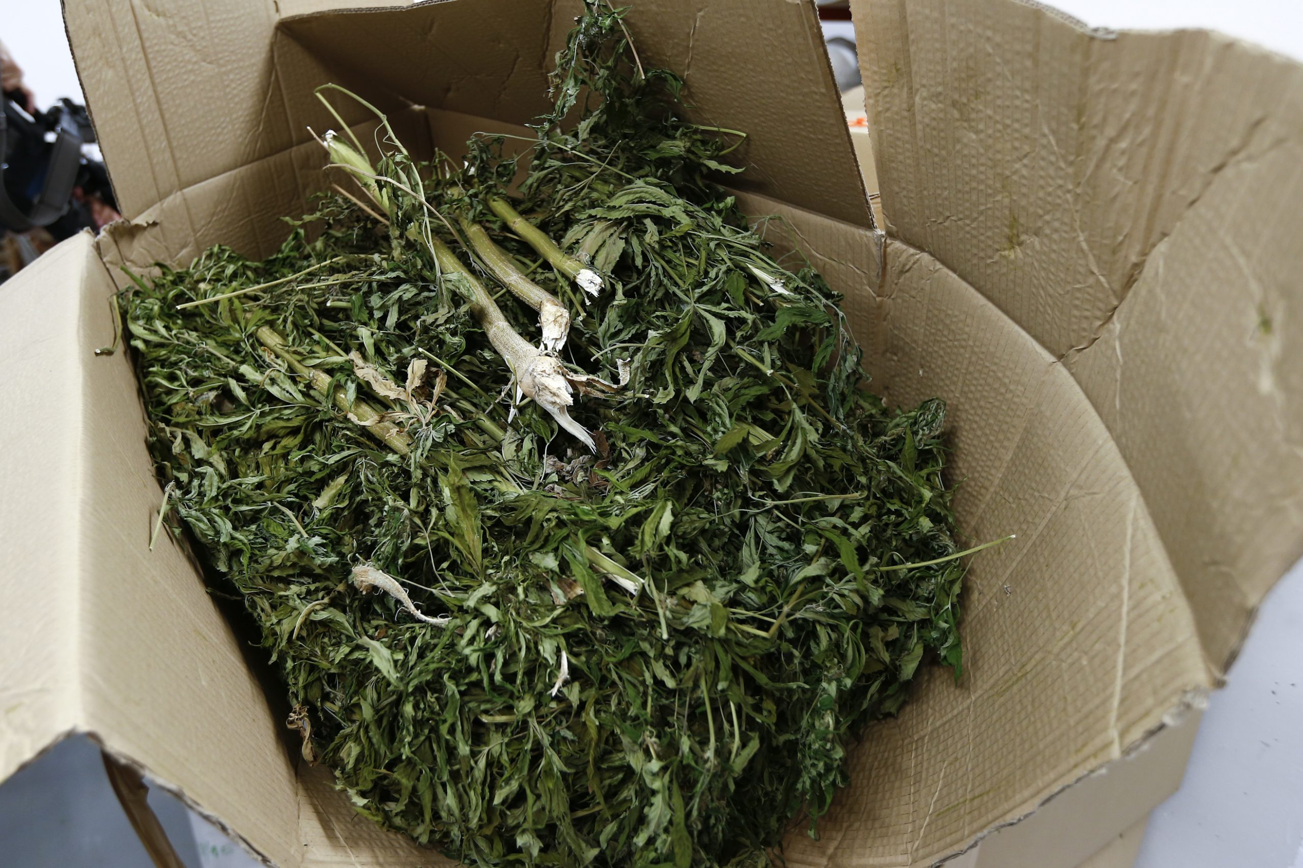 Homem de 65 anos detido por cultivo de canábis na Lousã