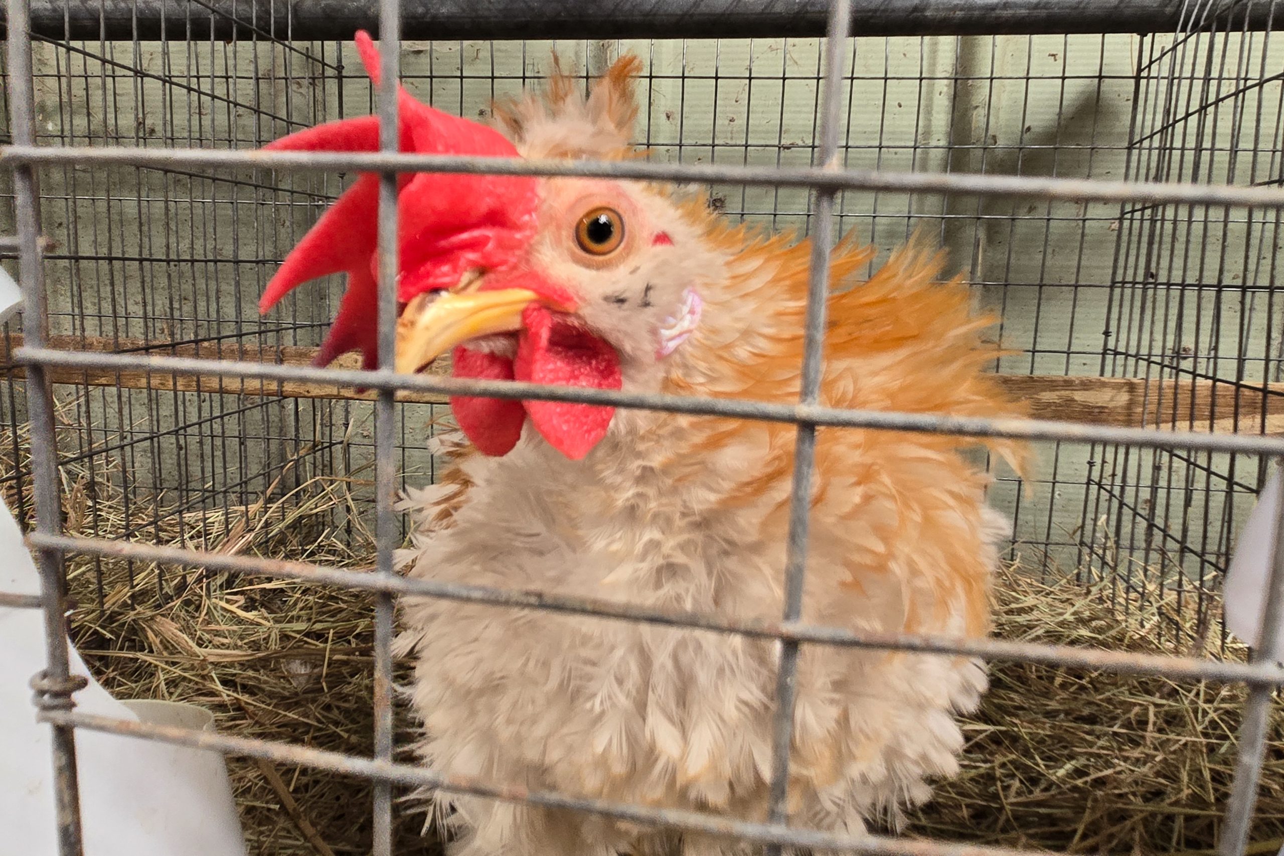 Devido à escassez de ovos, americanos criam galinhas em casa