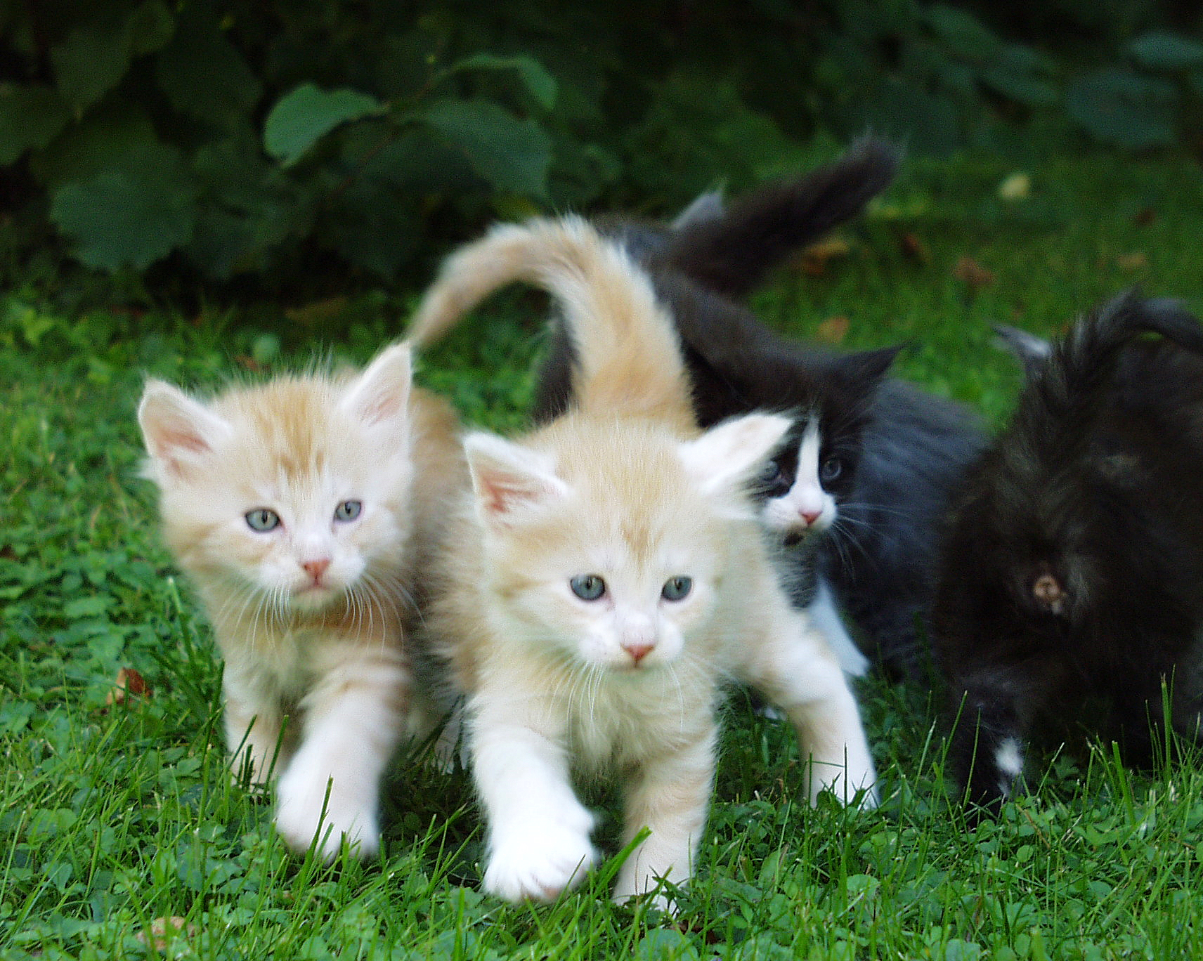 Qual a melhor forma de dar festinhas a um gato até ele ronronar