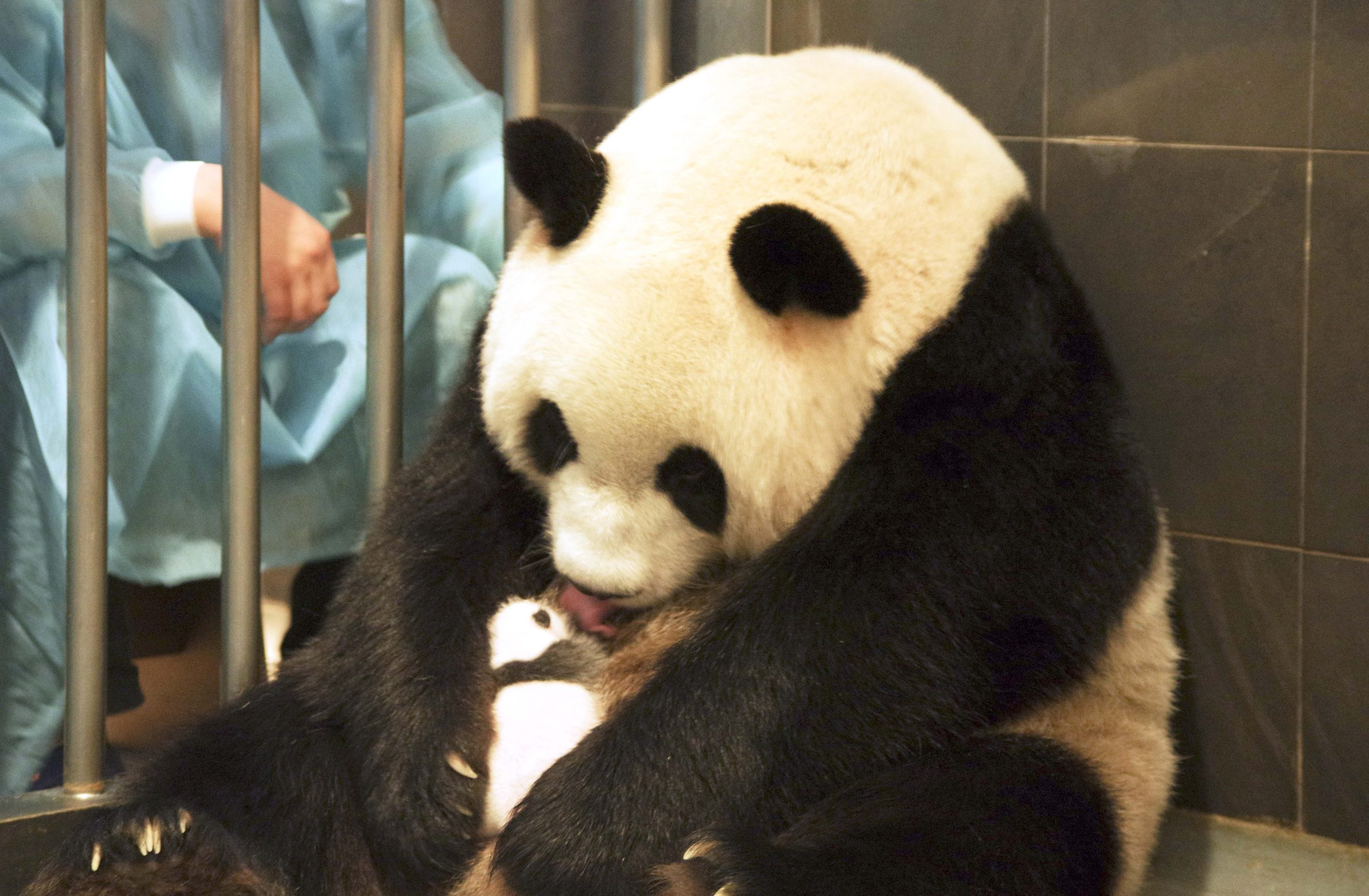 Shin Shin deu à luz um bebé panda que se encontra “saudável”