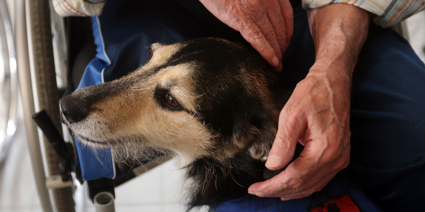 GNR da Guarda elaborou 130 contraordenações relacionadas com animais de companhia
