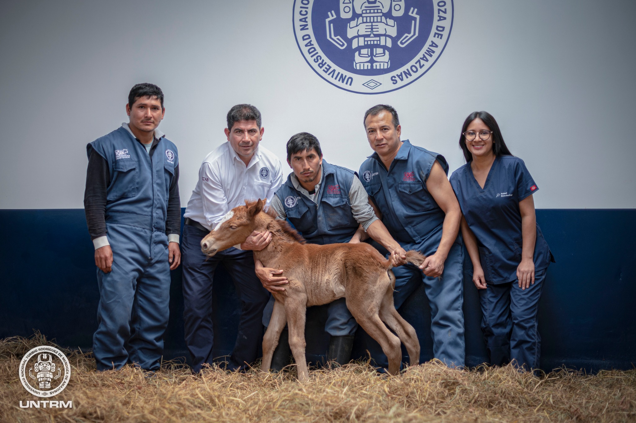 Universidade do Peru consegue criar com sucesso clone de um cavalo nativo