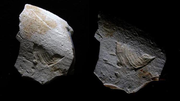 Arqueólogos descobrem escultura de pássaro feita há 35 mil anos