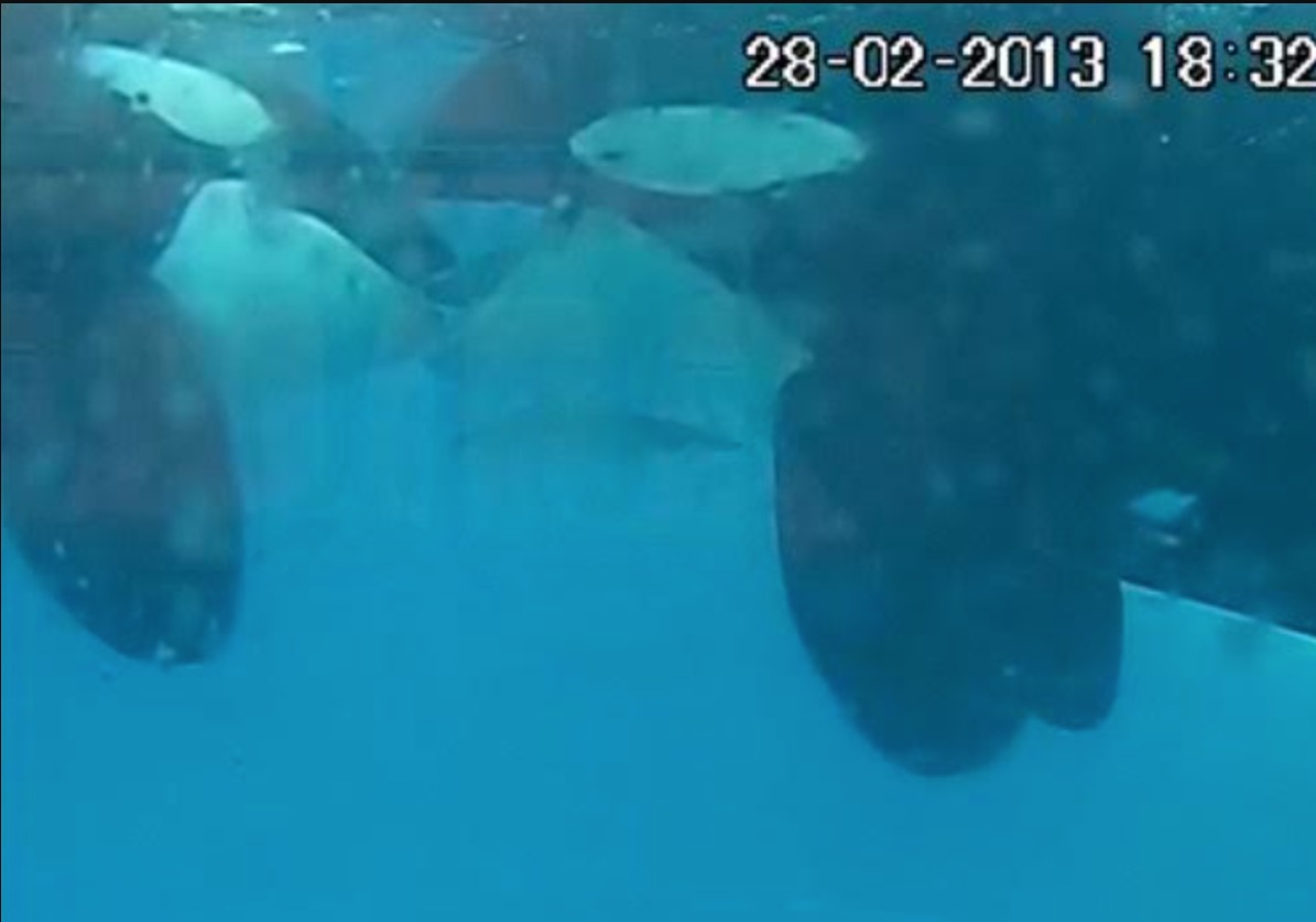 Orcas apanhadas em clima de romance a dar beijos durante dois minutos