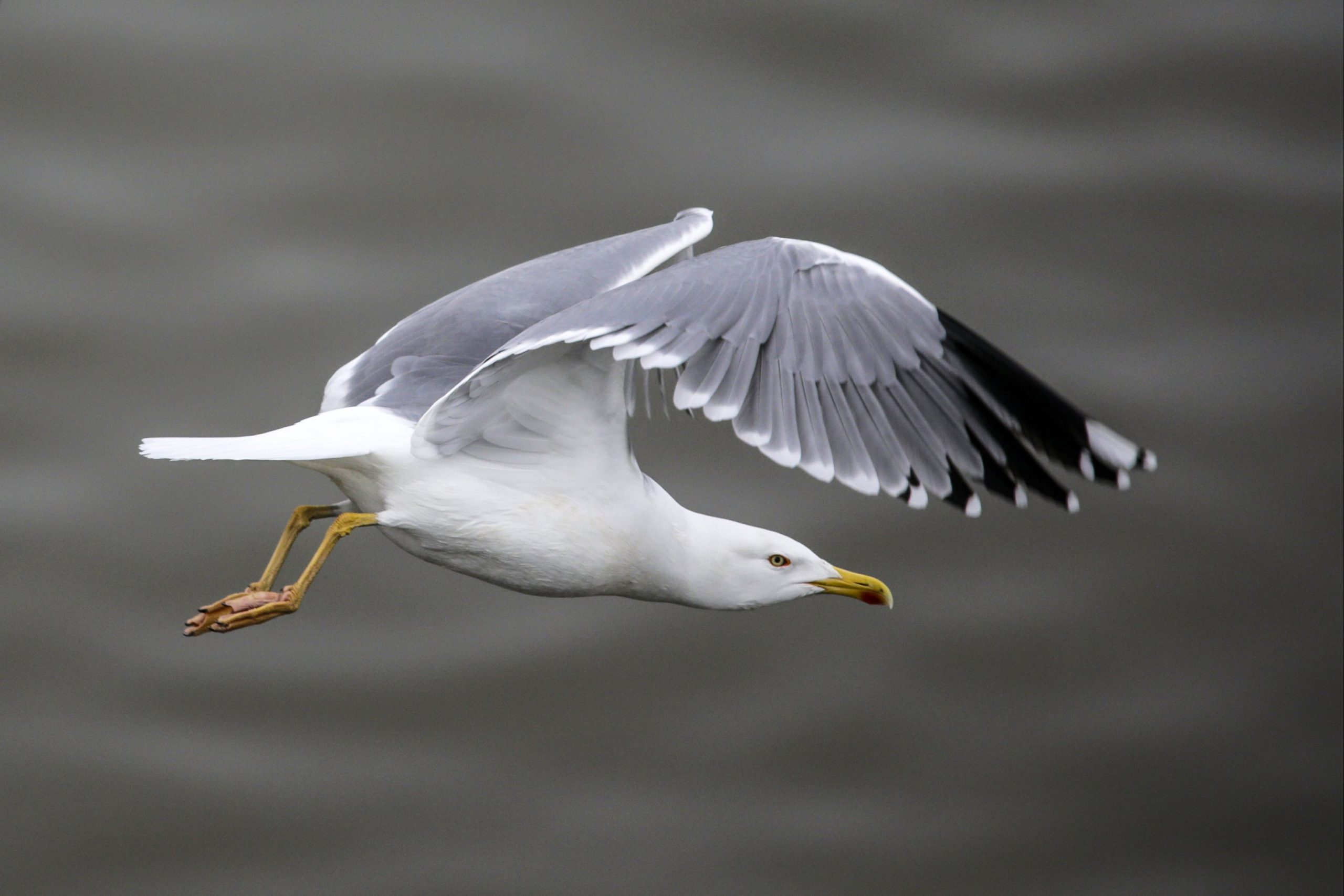 Gripe das aves detetada em gaivotas nos distritos de Aveiro e Leiria
