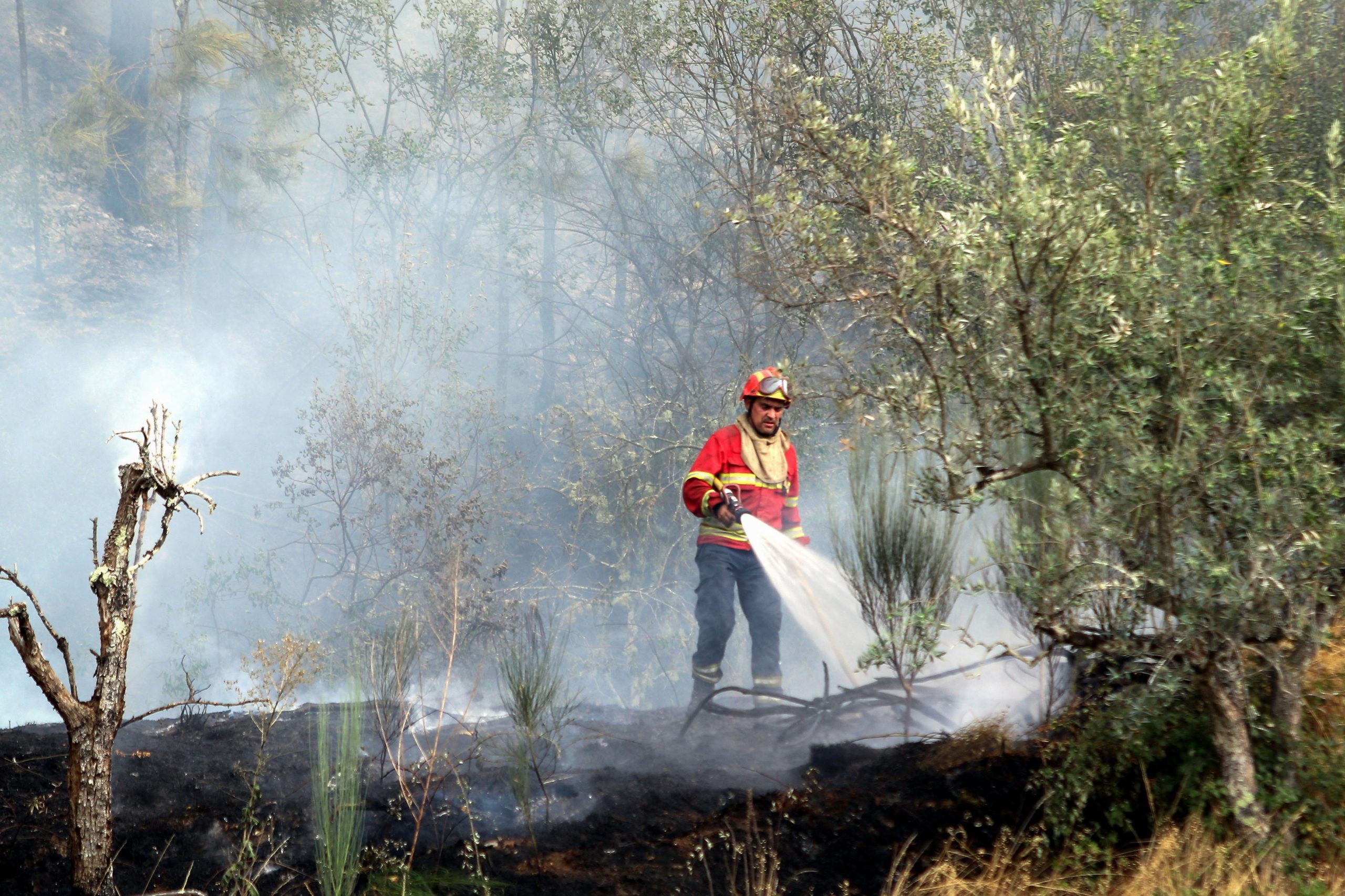 Incêndios: Meios terrestres reforçados no fogo em Vila Real que ameaça aldeias