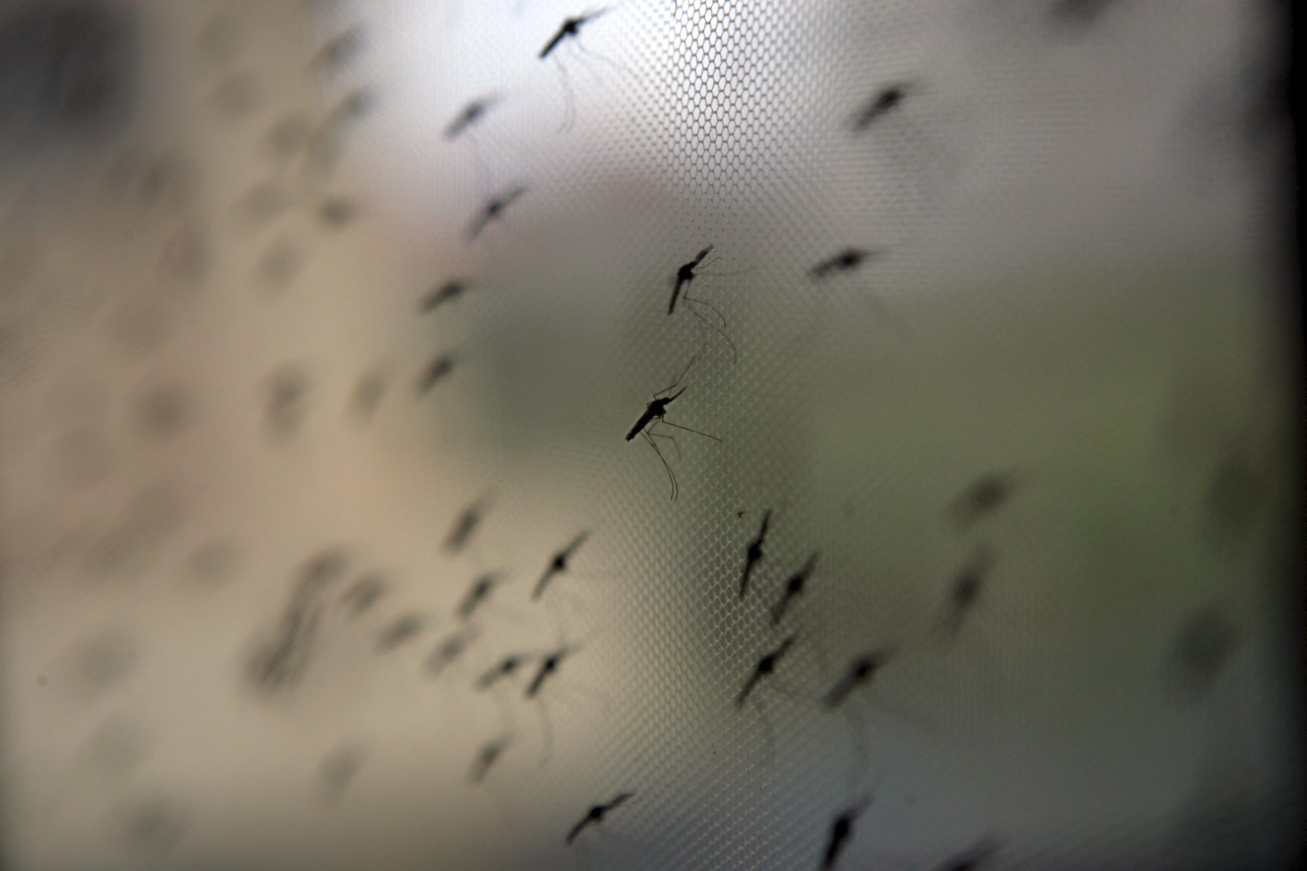 Homens vs. mosquito. Bill Gates acreditou nesta vacina portuguesa