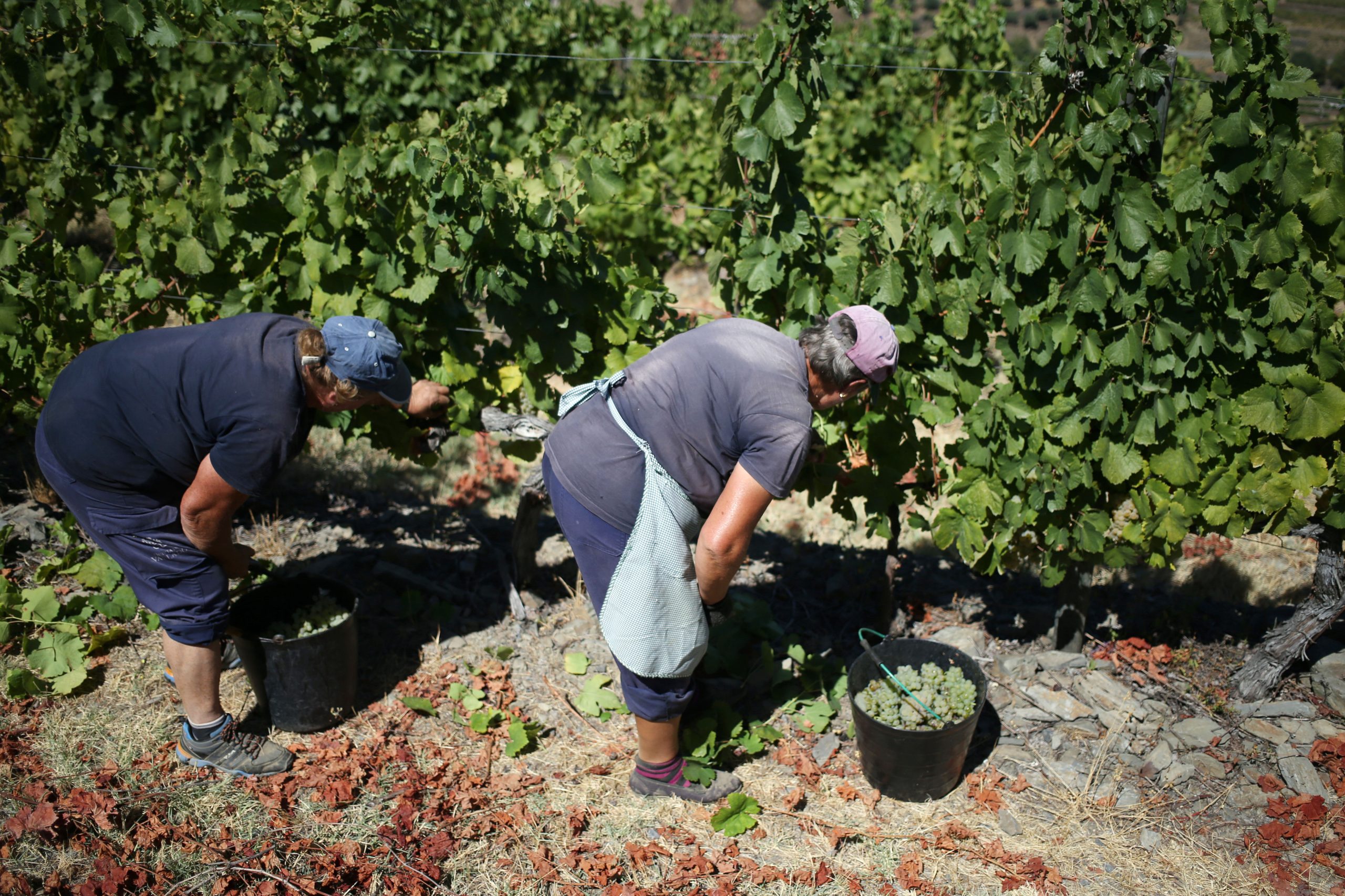 Previsões agrícolas apontam aumentos de produtividade nos pomares e vinhas
