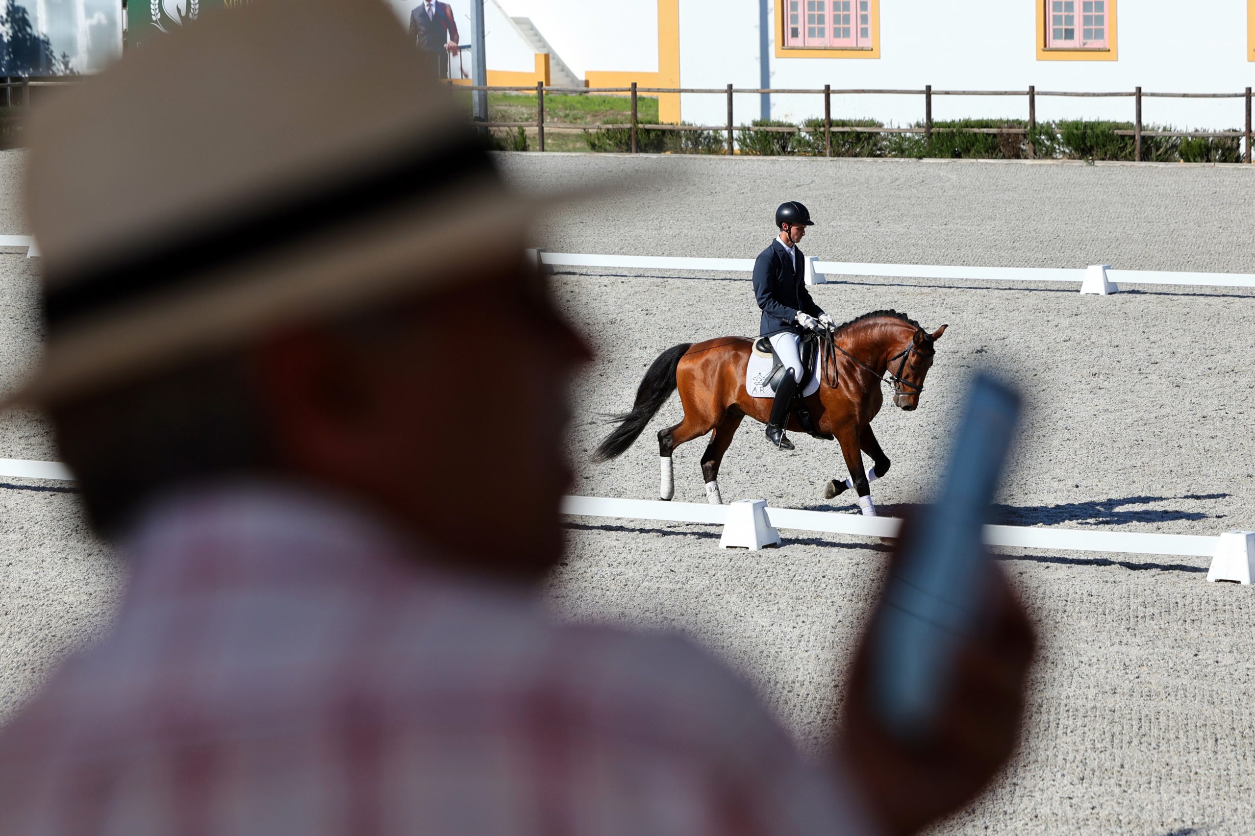 Febre do Nilo chega a Portugal e DGAV recomenda vacinação de cavalos