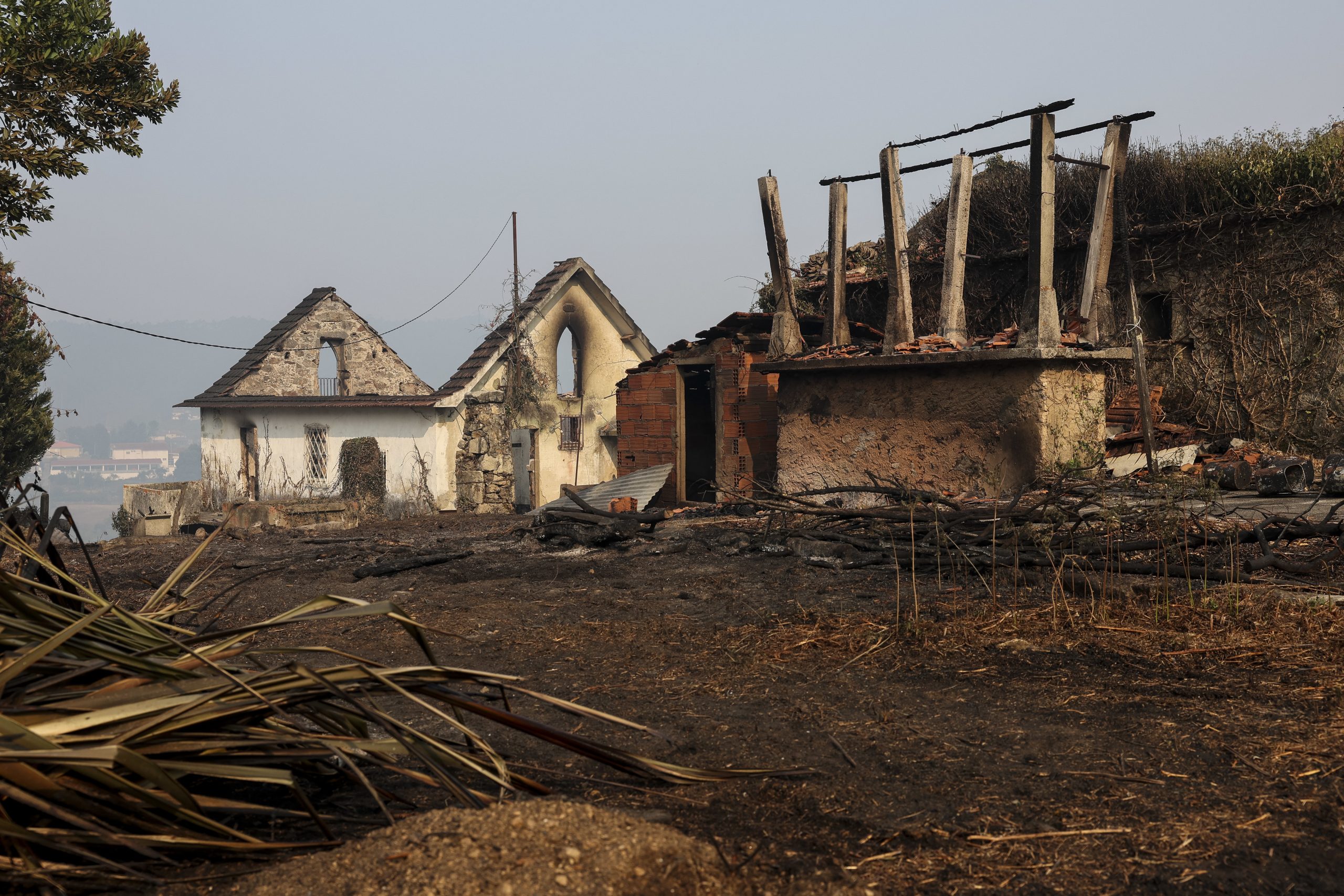 Incêndios: Governo garante alimentos para animais na próxima semana