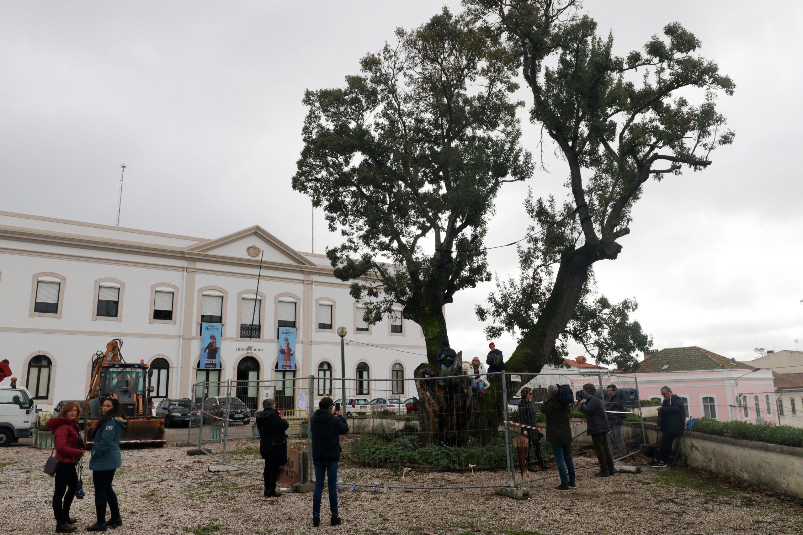 “Ganhámos este dia, a árvore ganhou este dia”. Ocuparam freixo com 300 anos, mas abandonaram protesto dez horas depois