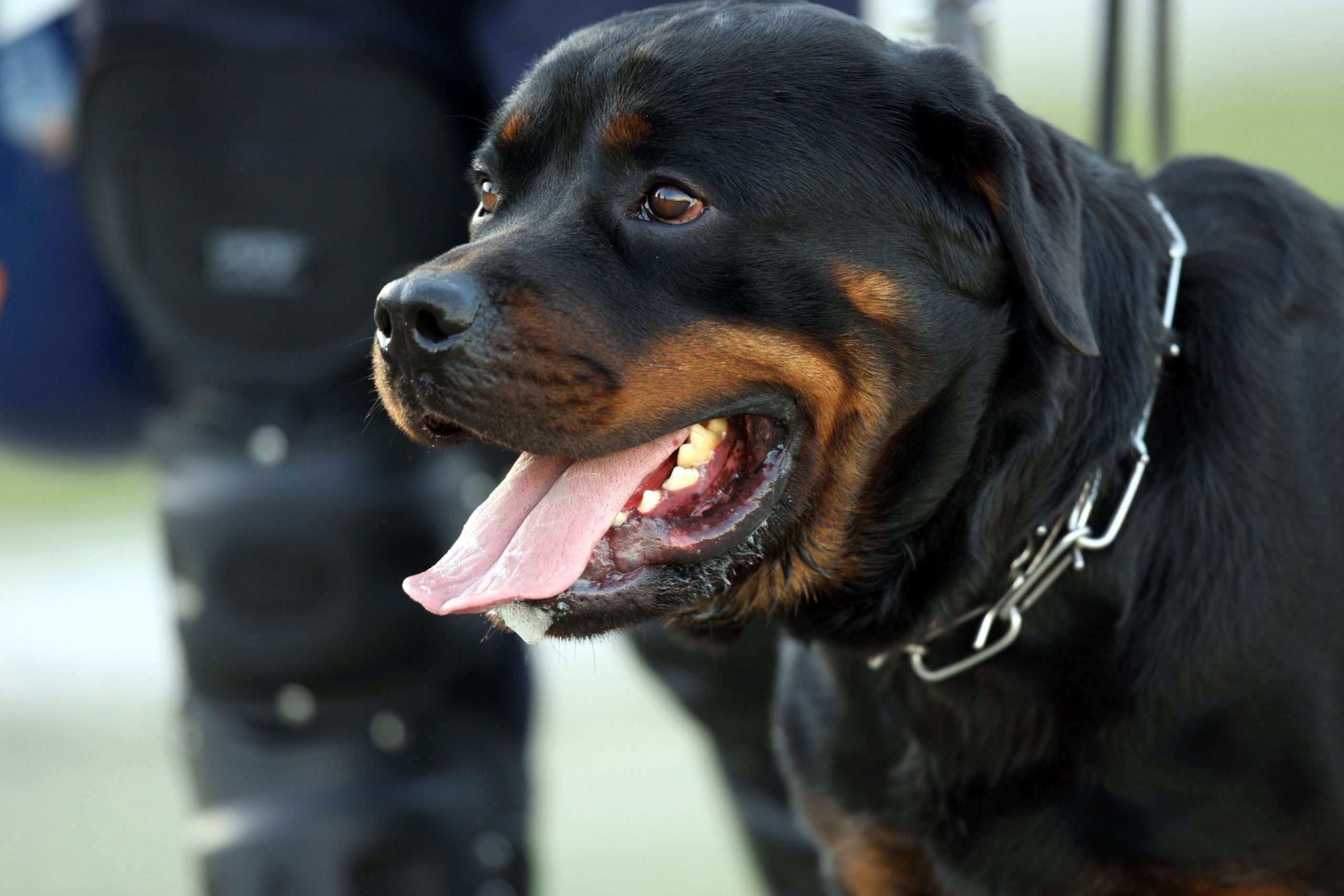 Autarcas vão poder autorizar alojamentos para animais potencialmente perigosos